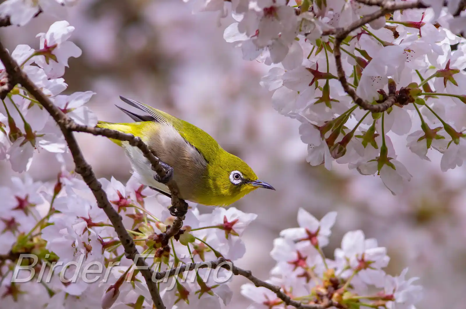 野鳥画像・桜の花とメジロの写真