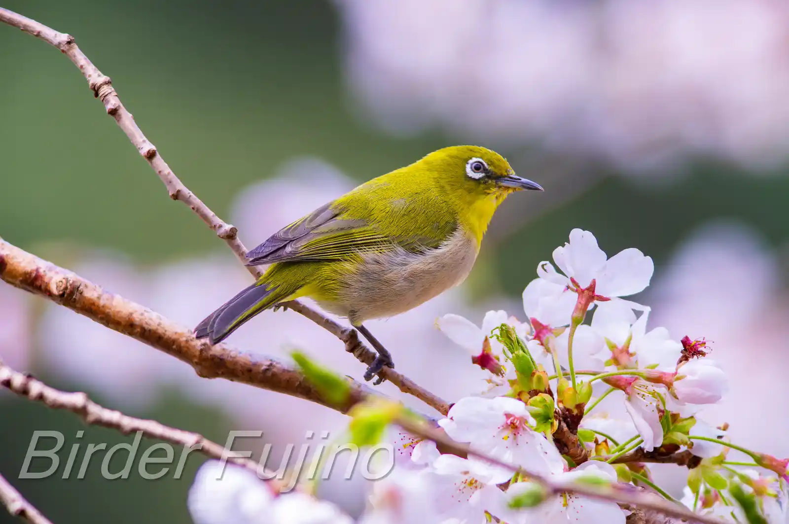 野鳥画像・桜の花とメジロの写真