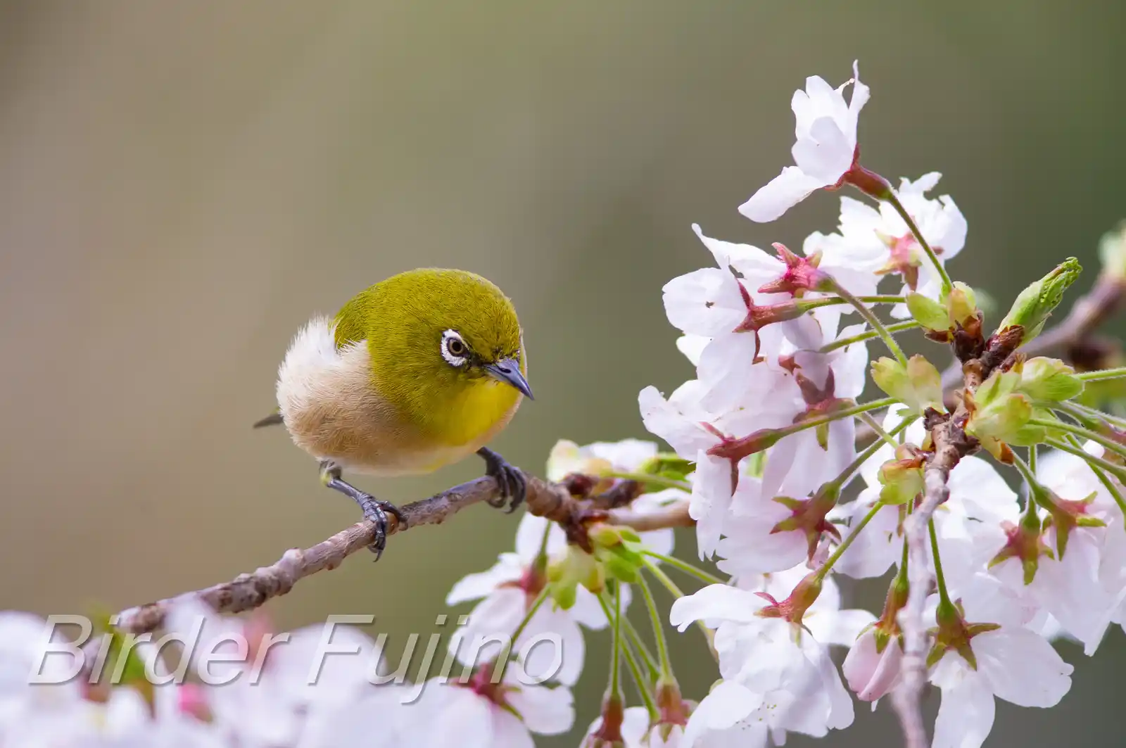 野鳥画像・桜の花とメジロの写真