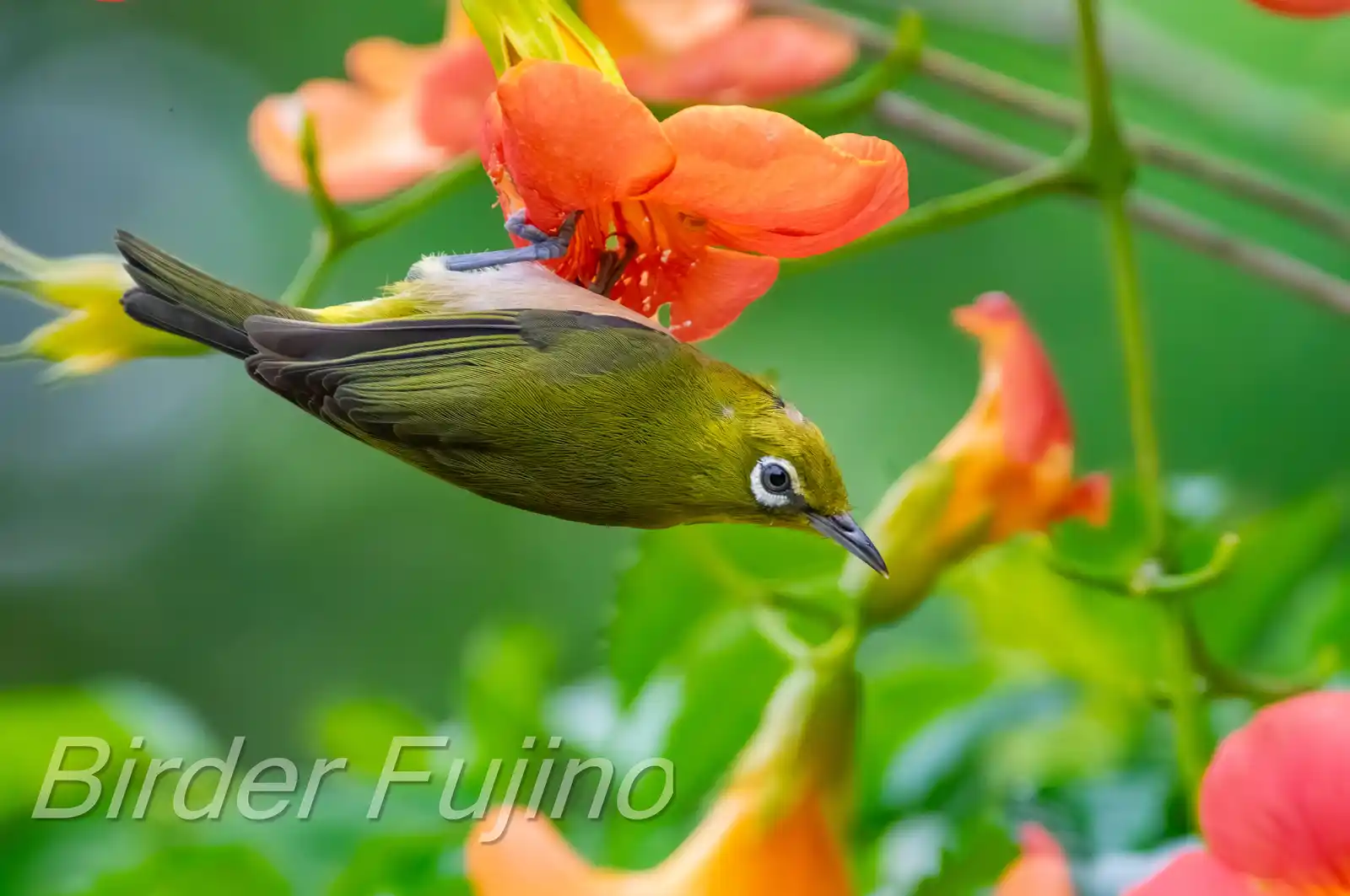野鳥画像・ノウゼンカズラとメジロの写真