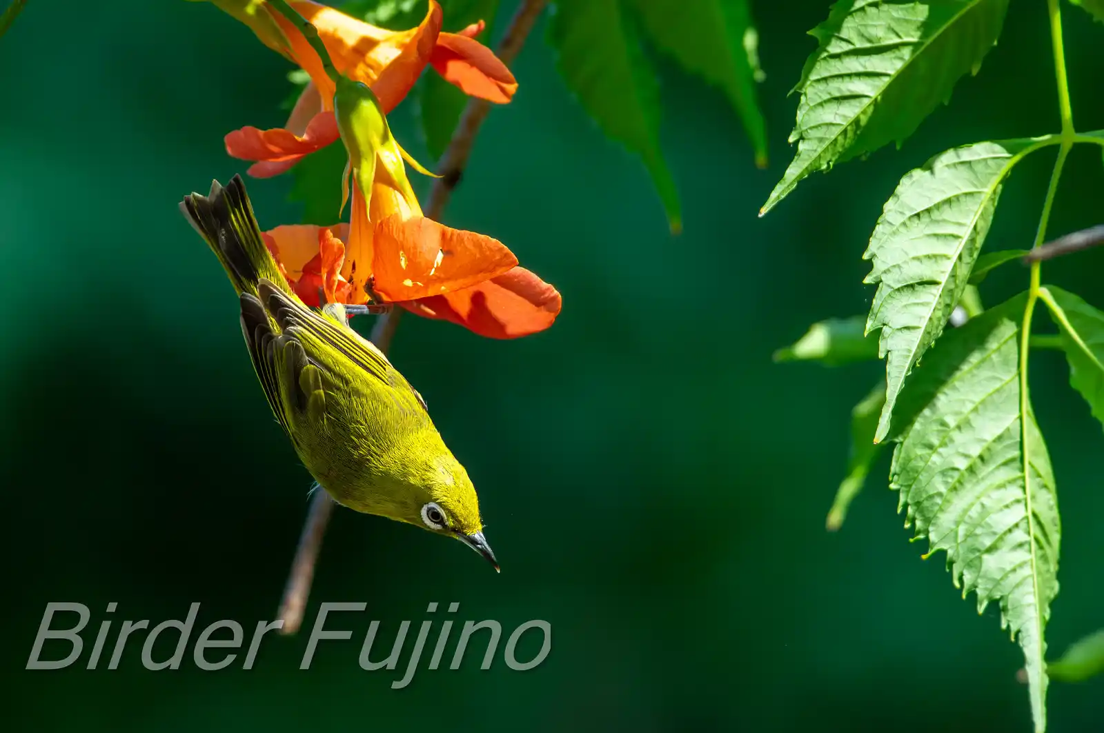 野鳥画像・ノウゼンカズラとメジロの写真
