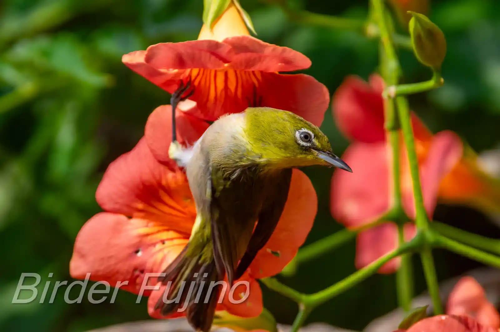 野鳥画像・ノウゼンカズラとメジロの写真
