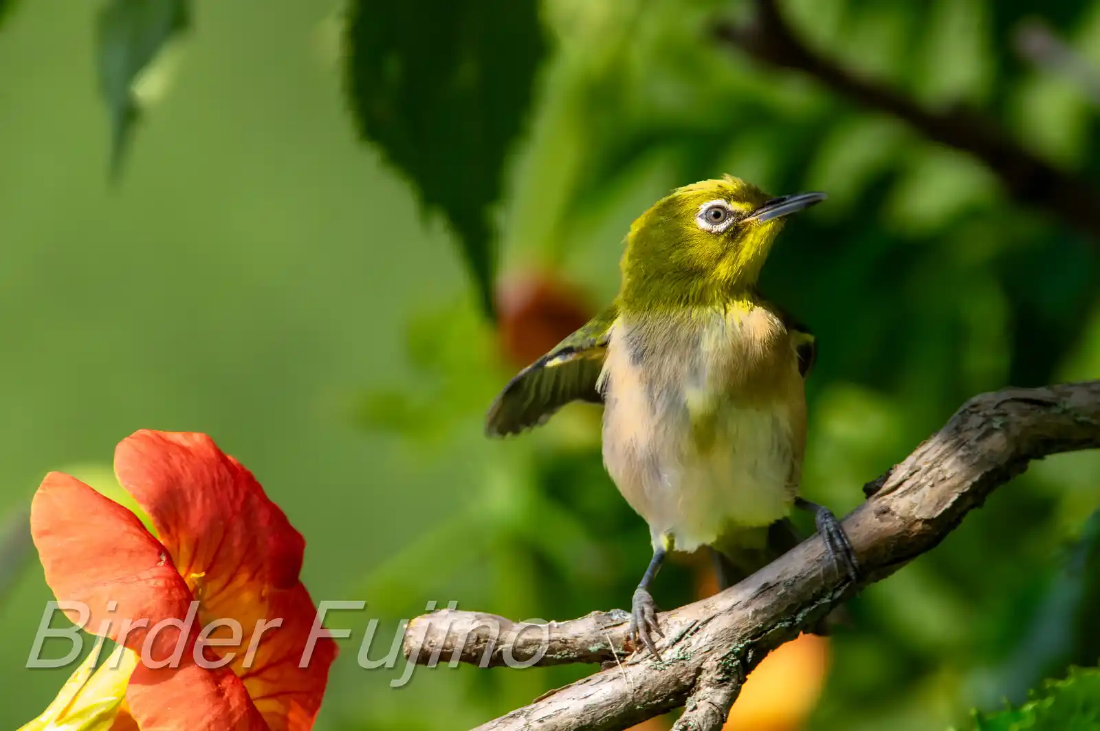 野鳥画像・ノウゼンカズラとメジロの写真