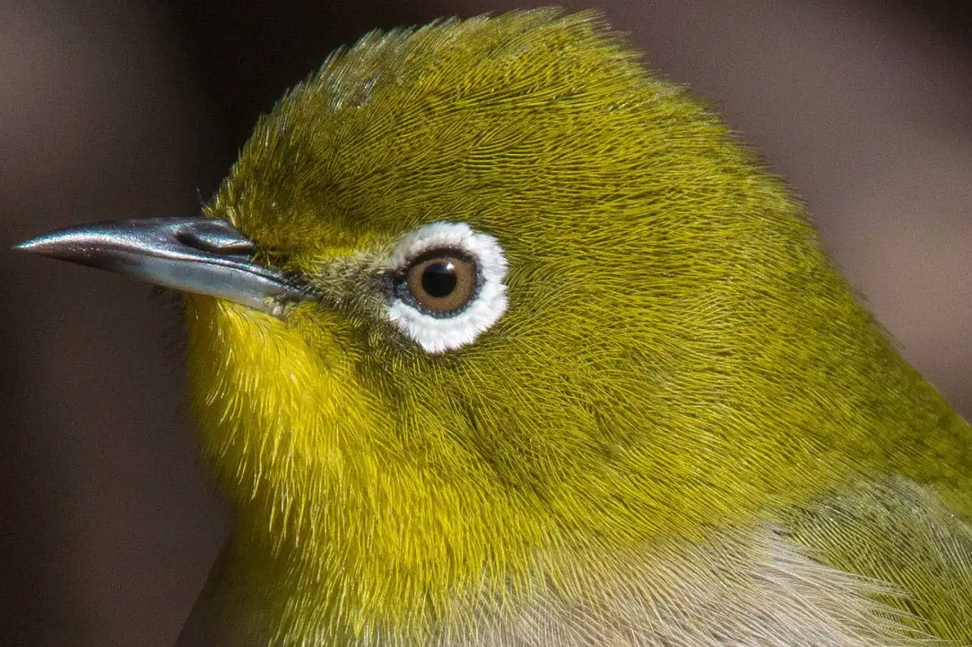 野鳥画像・高解像メジロ画像