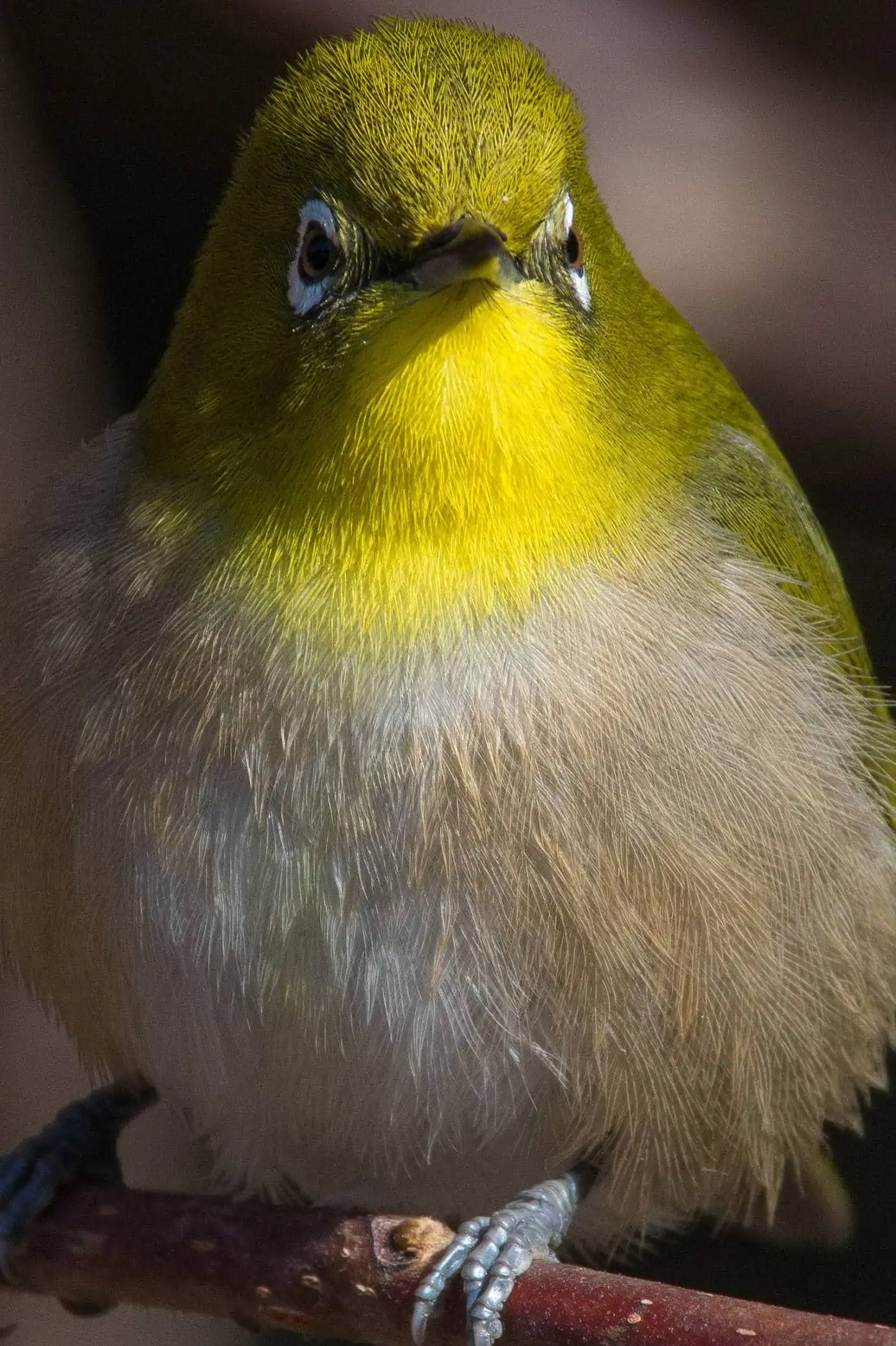 野鳥画像・高解像メジロ画像