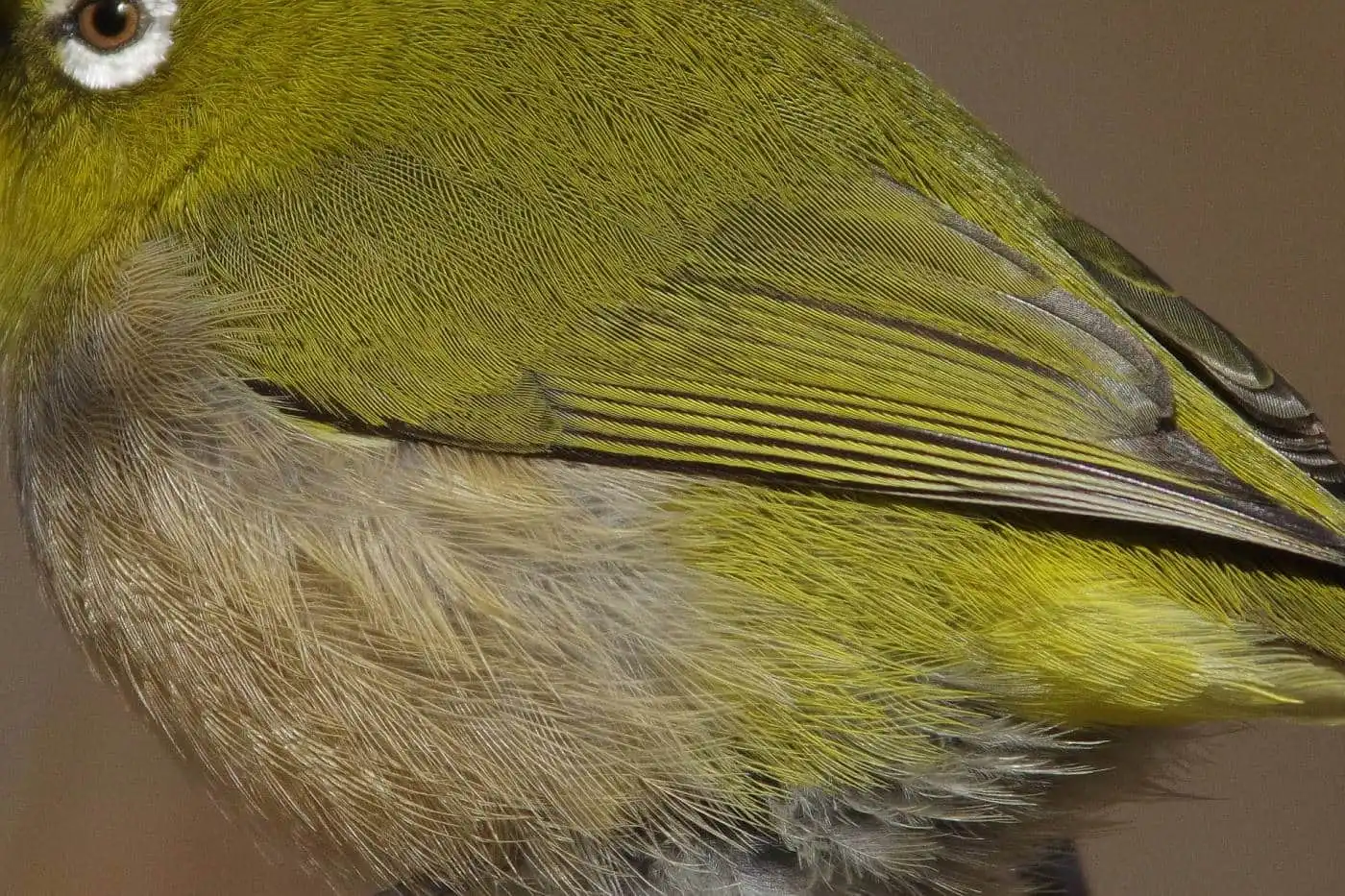 野鳥画像・高解像メジロ画像