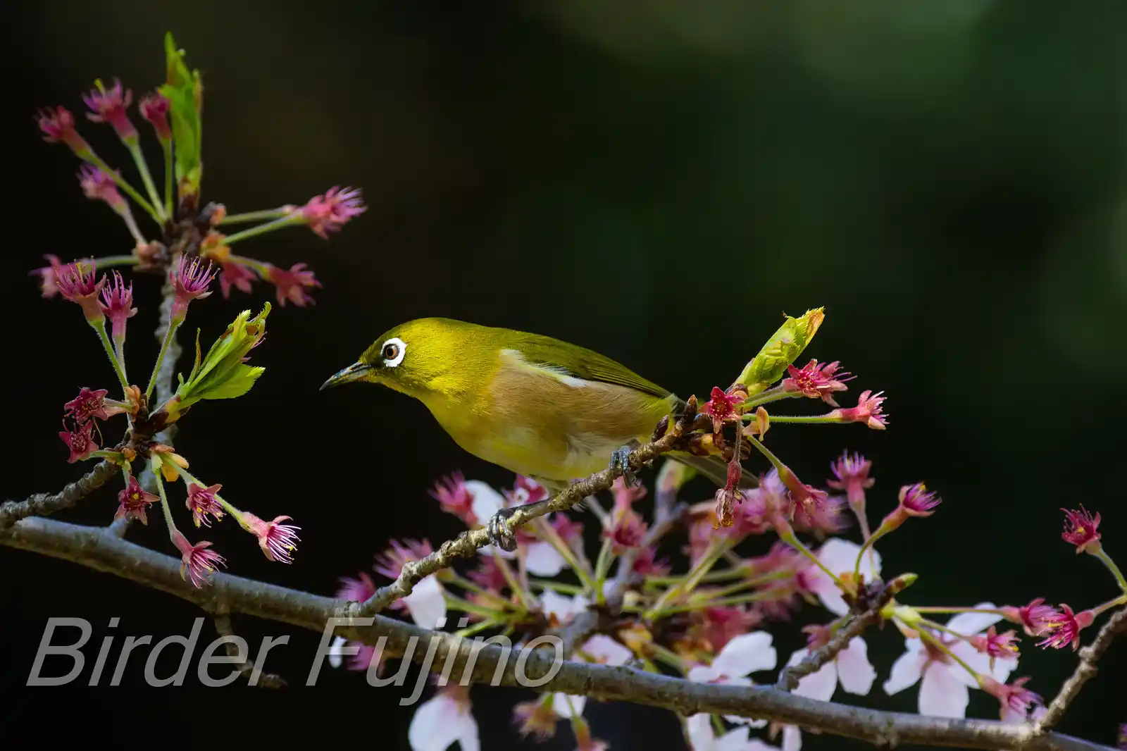 野鳥画像・桜の花とメジロの写真