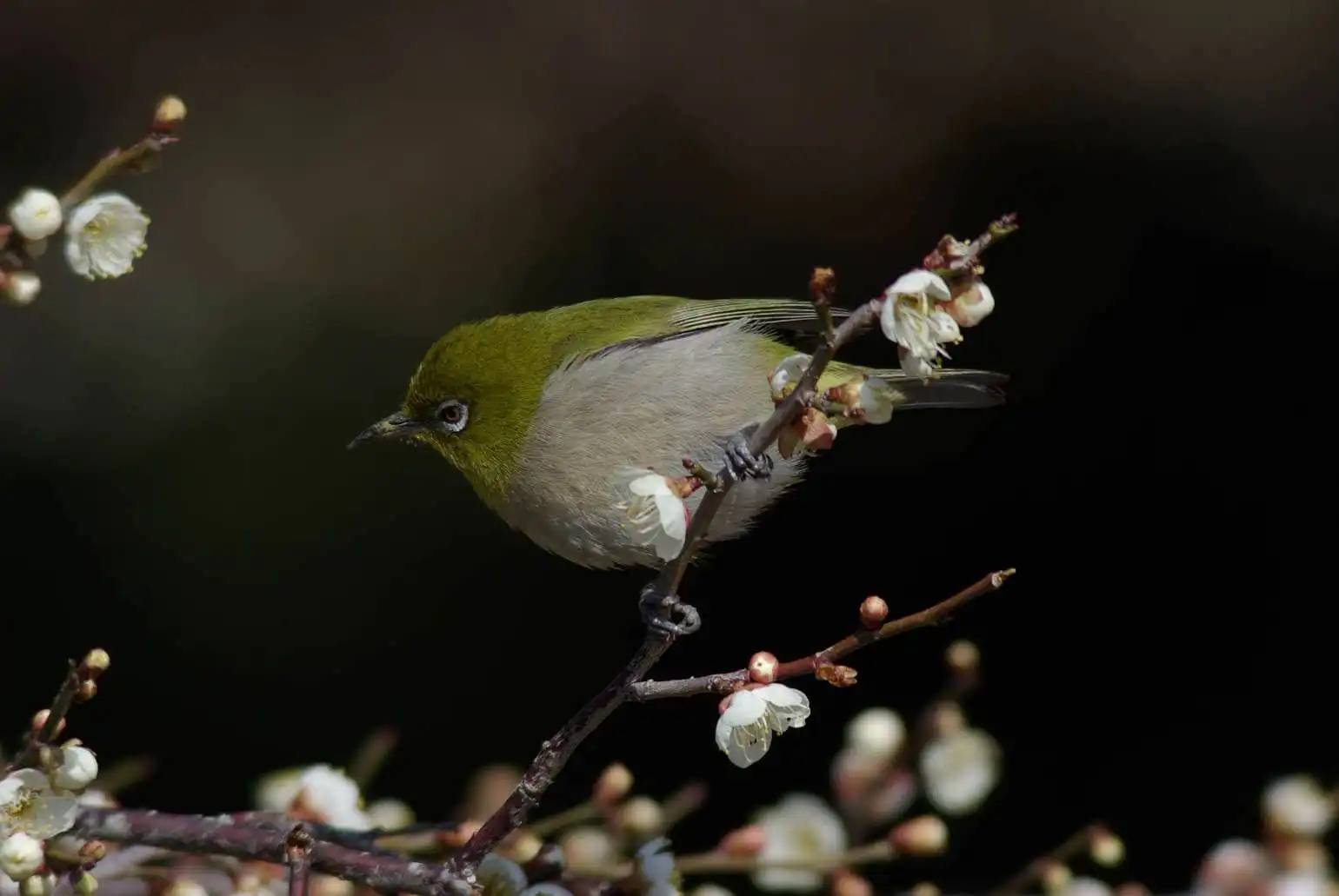 野鳥画像・梅の花とメジロの写真