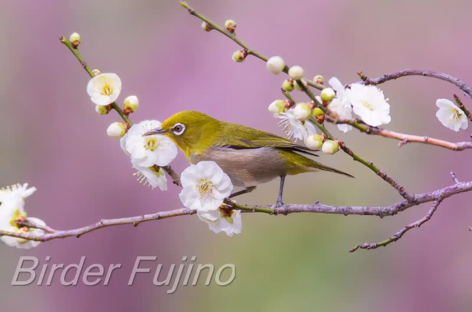 野鳥画像・梅の花と幻想的な背景のメジロの写真