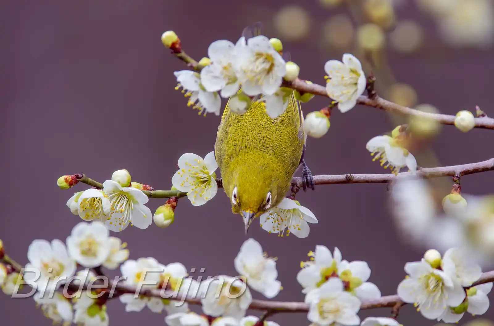 野鳥画像・梅の花とメジロの写真