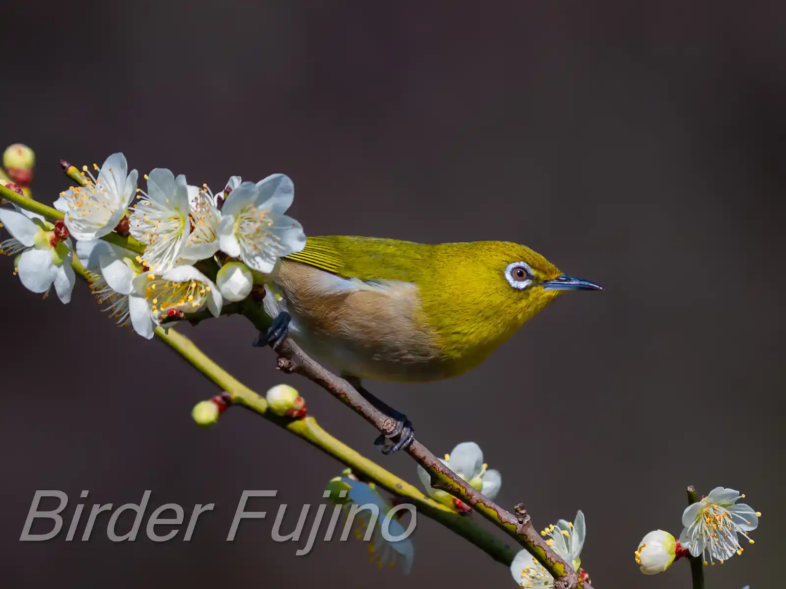 野鳥画像・梅の花とメジロの写真