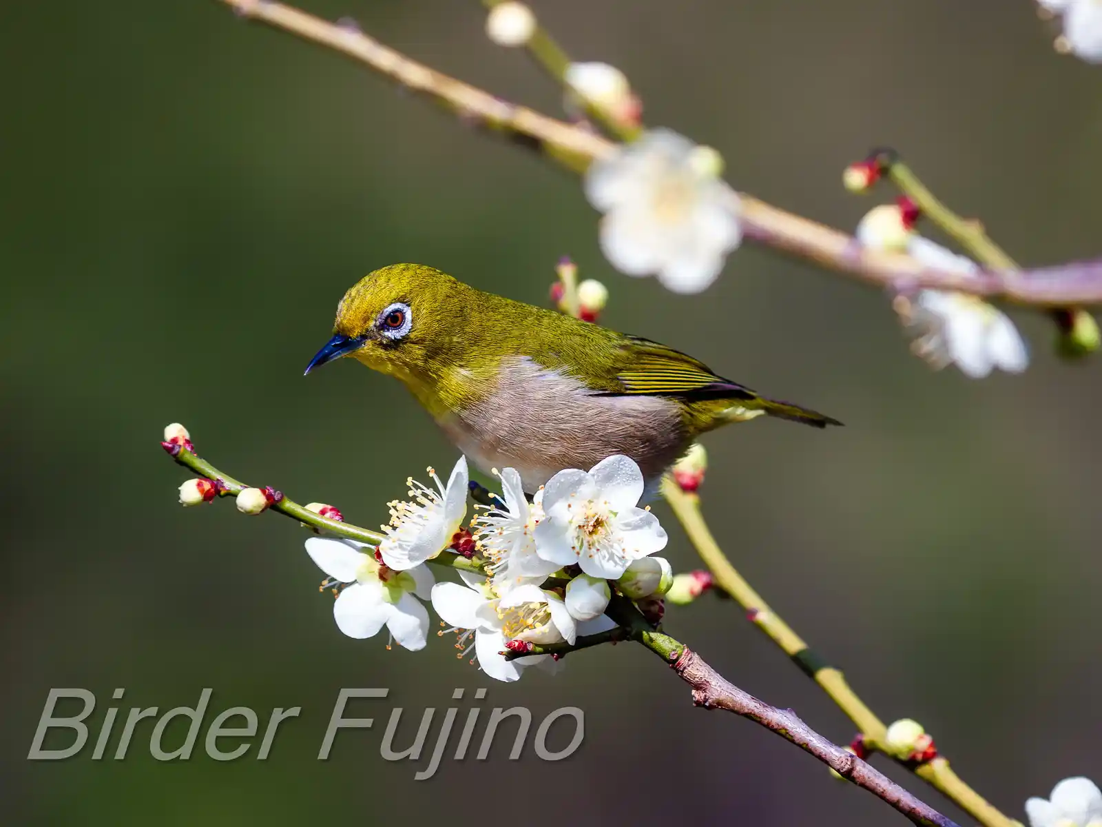 野鳥画像・梅の花とメジロの写真