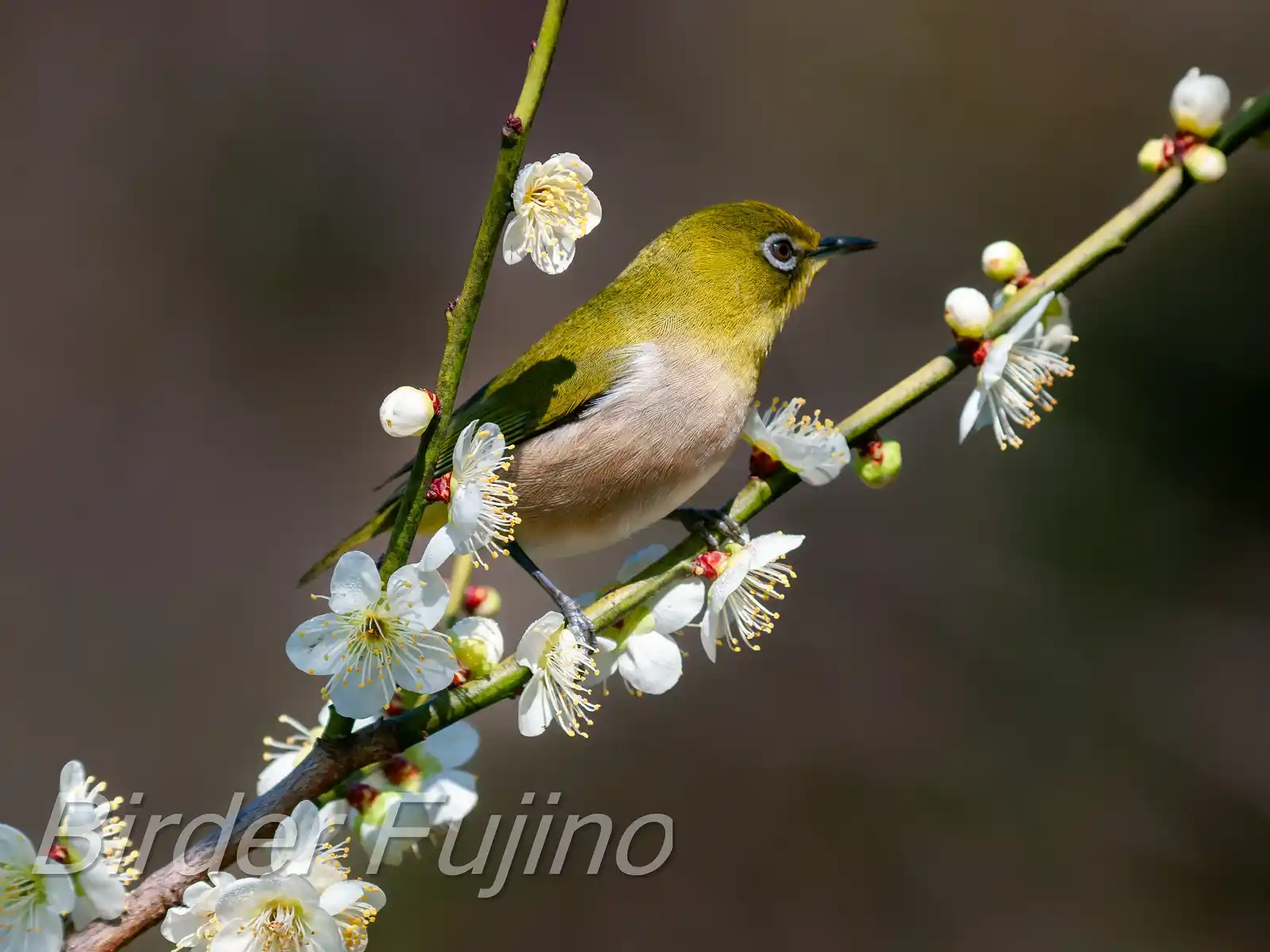 野鳥画像・梅の花とメジロの写真