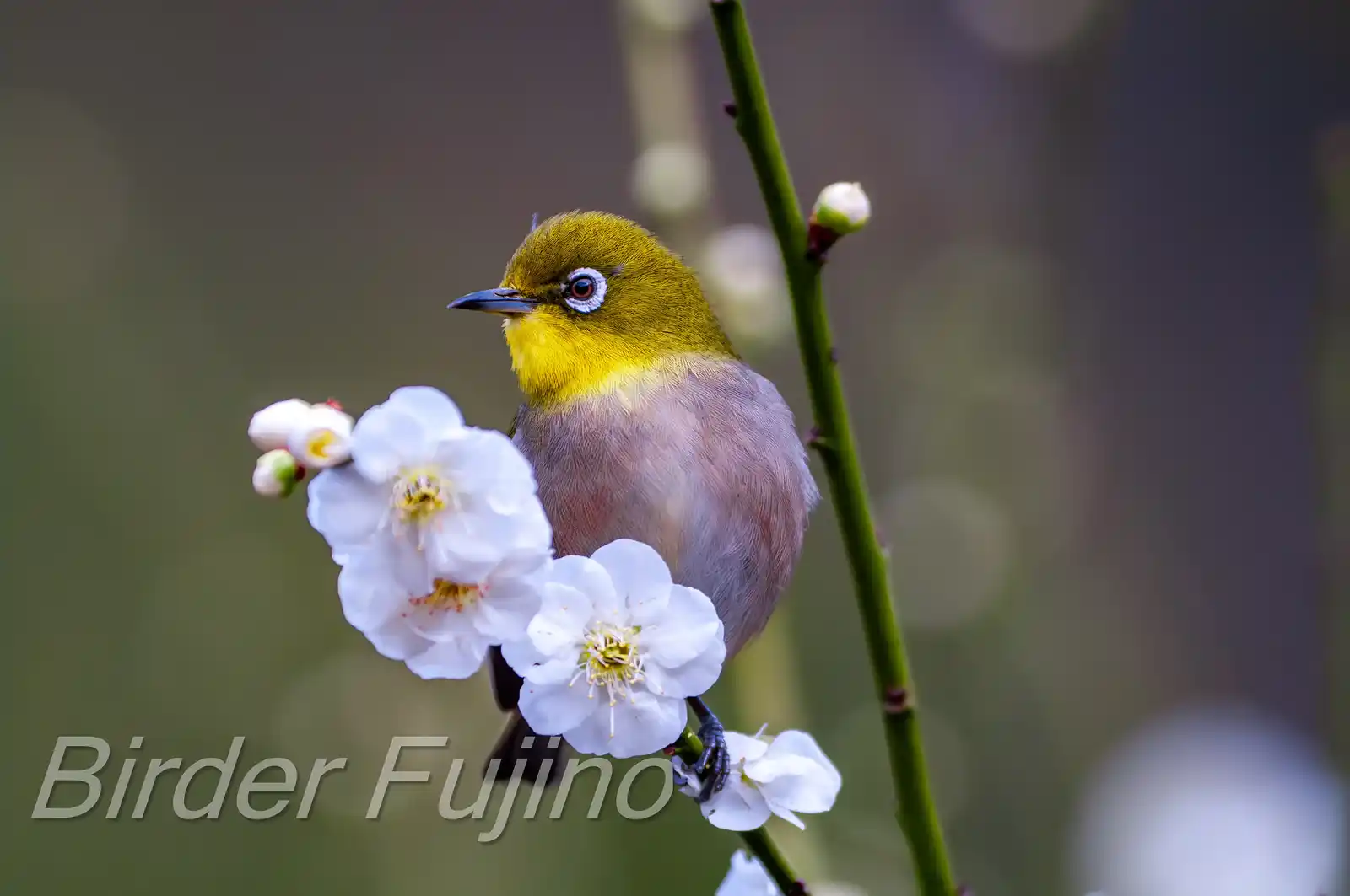 野鳥画像・梅の花とメジロの写真
