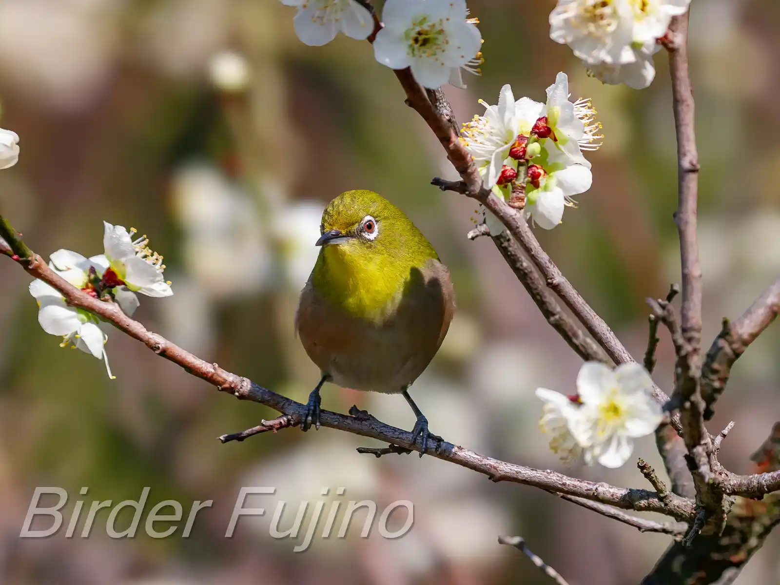 野鳥画像・梅の花とメジロの写真