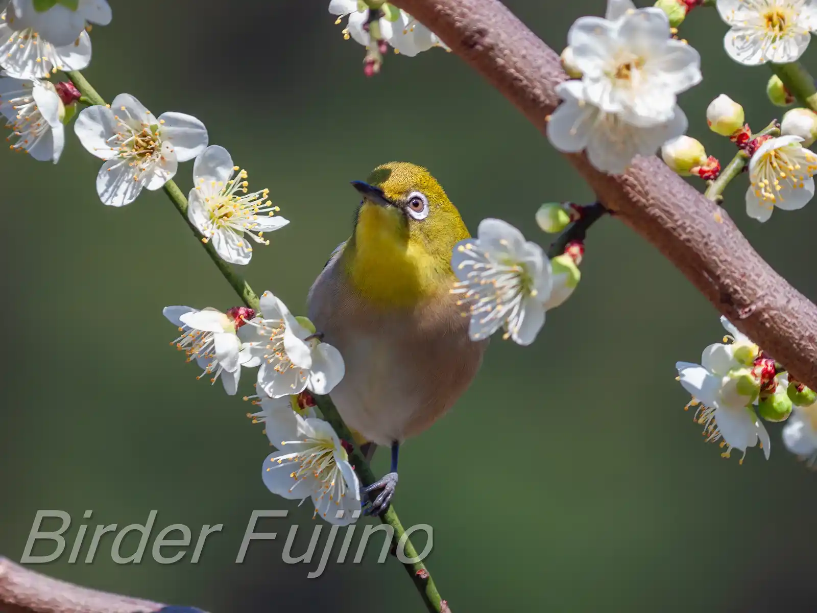 野鳥画像・梅の花とメジロの写真