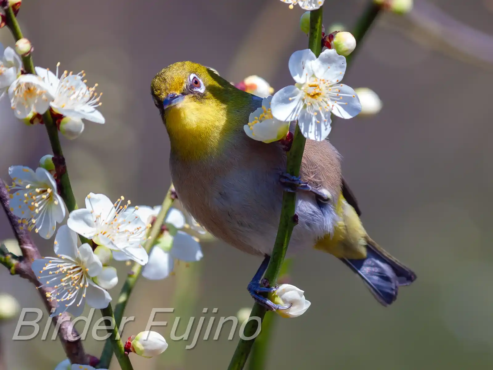 野鳥画像・梅の花とメジロの写真