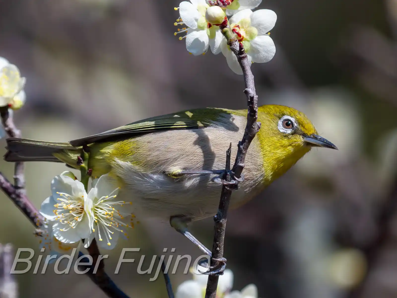 野鳥画像・梅の花とメジロの写真