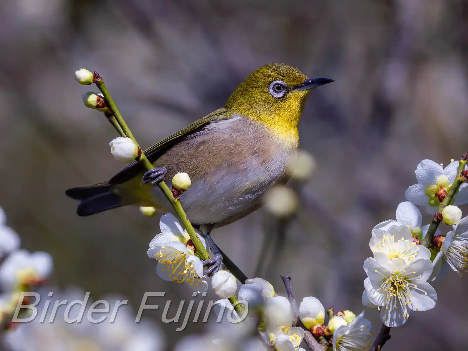 野鳥画像・梅の花とメジロの写真