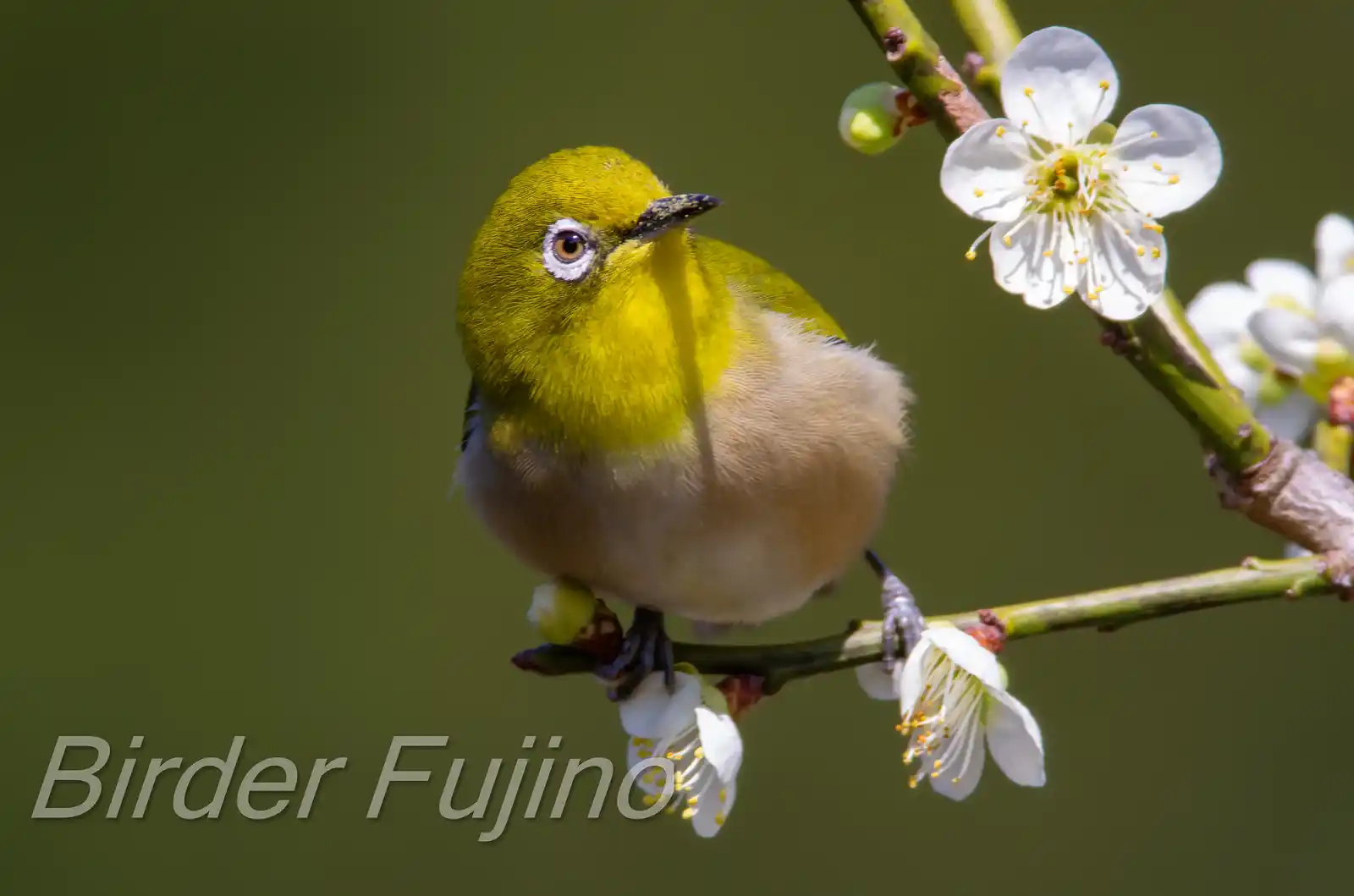 野鳥画像・梅の花とメジロの写真