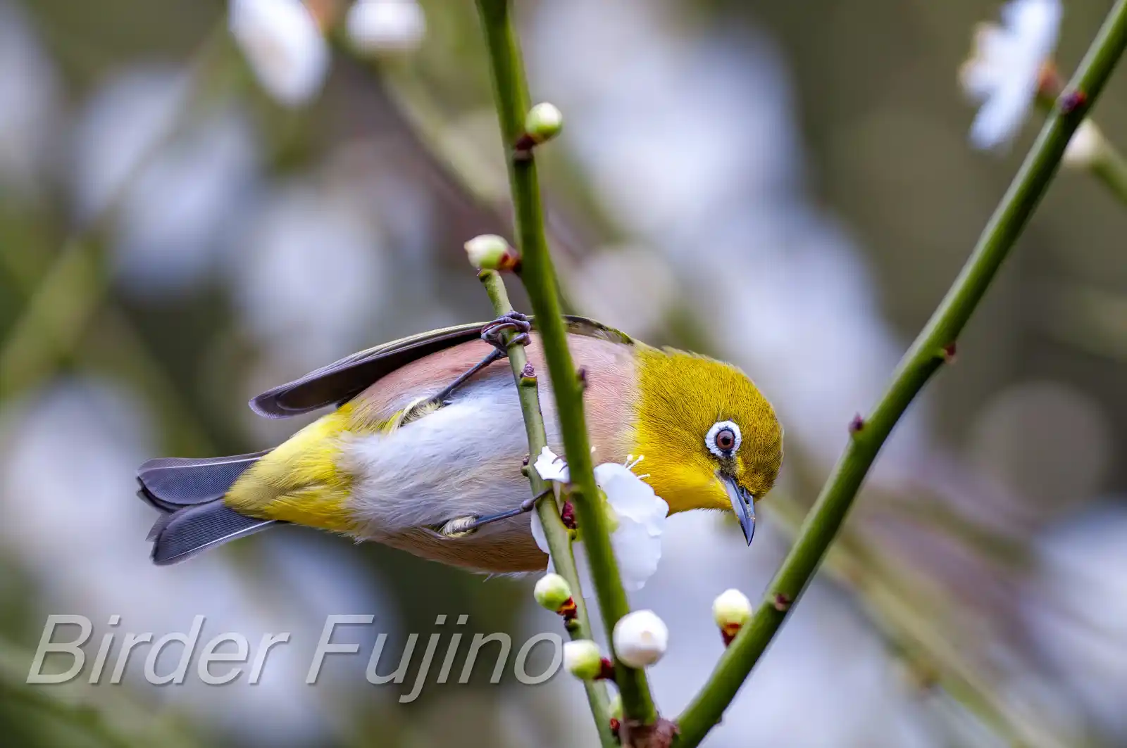 野鳥画像・梅の花とメジロの写真