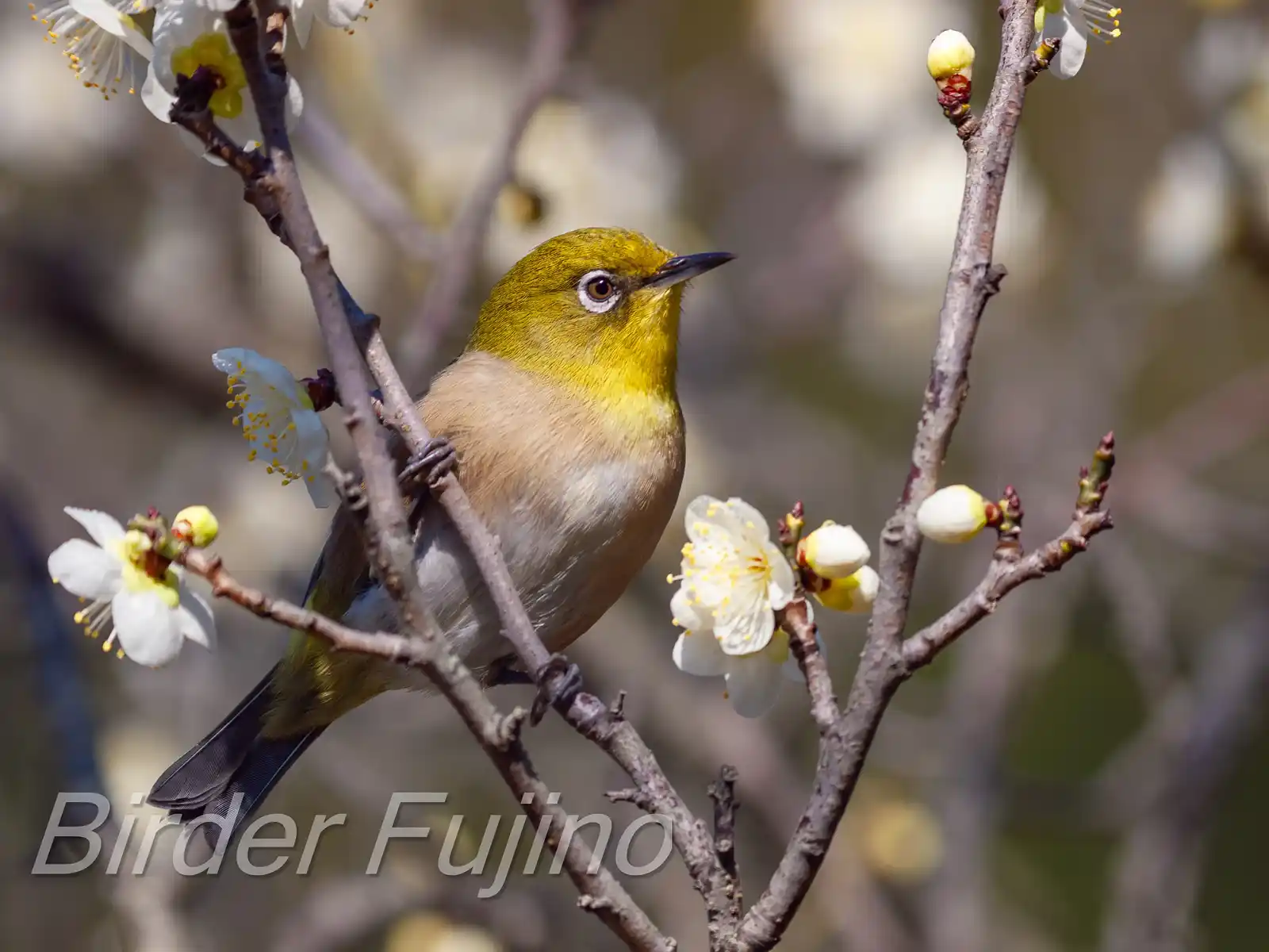 野鳥画像・梅の花とメジロの写真