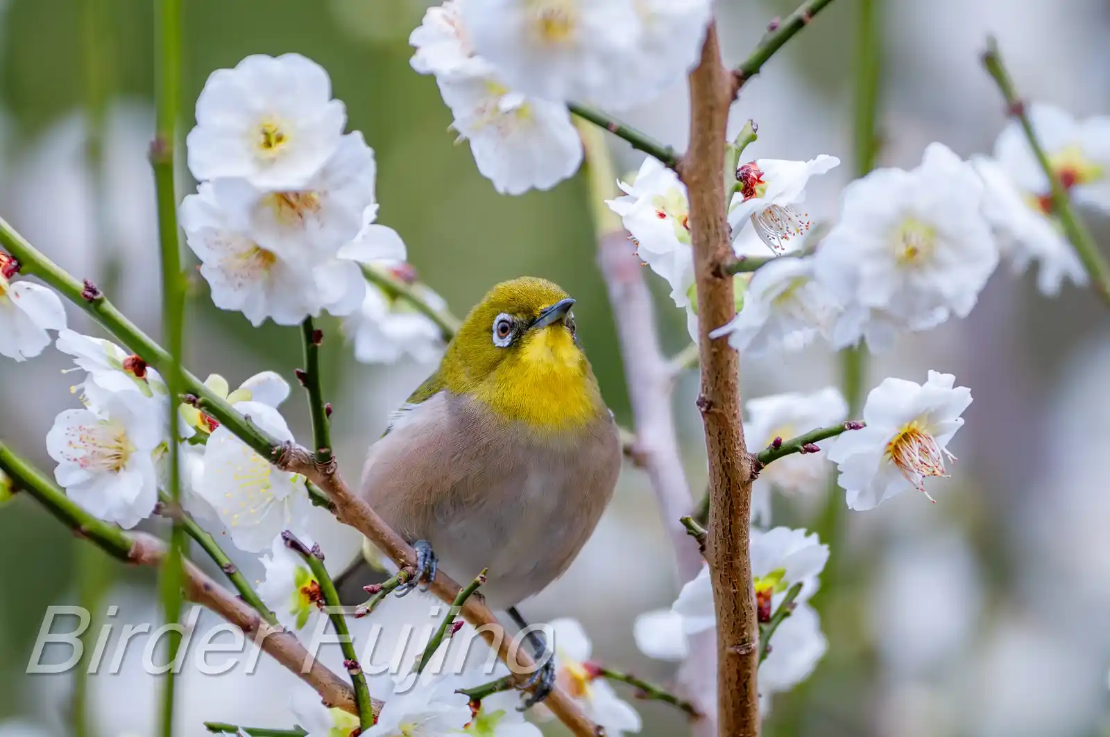 野鳥画像・梅の花とメジロの写真