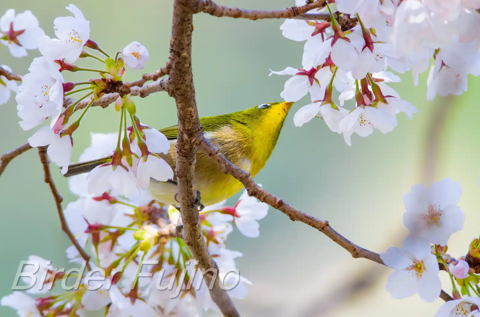 野鳥画像・桜の花とメジロの写真