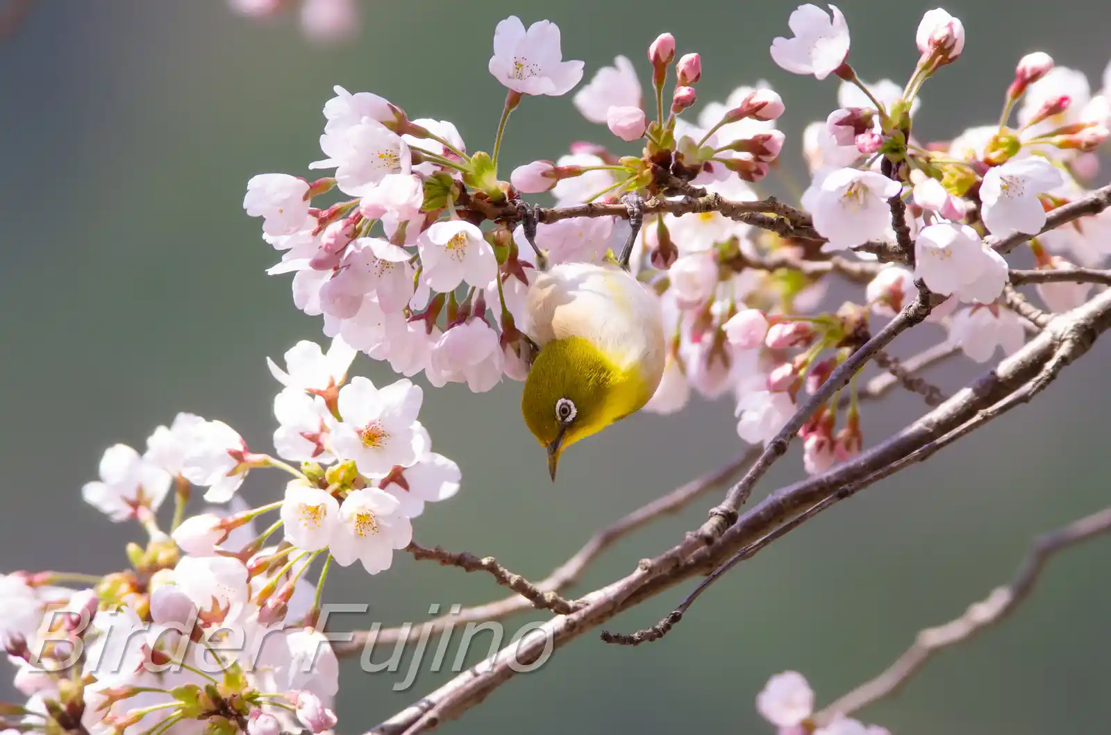 野鳥画像・桜の花とメジロの写真