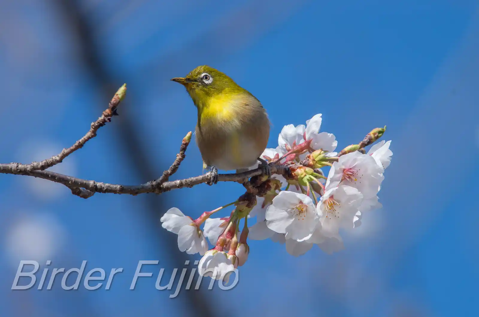 野鳥画像・桜の花とメジロの写真
