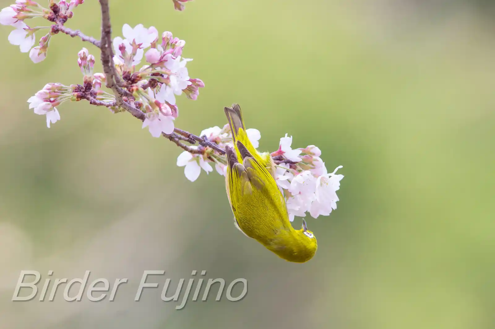 野鳥画像・桜の花とメジロの写真