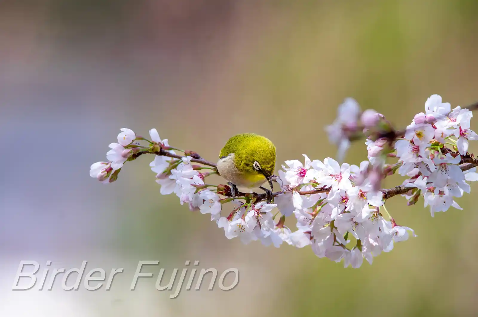 野鳥画像・桜の花とメジロの写真