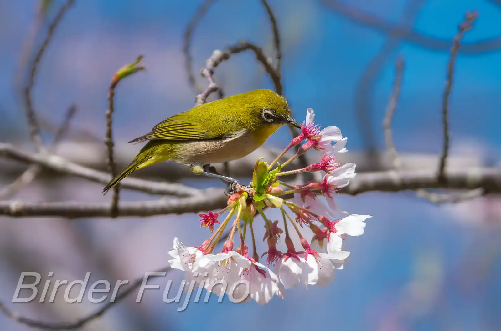 野鳥画像・桜の花とメジロの写真