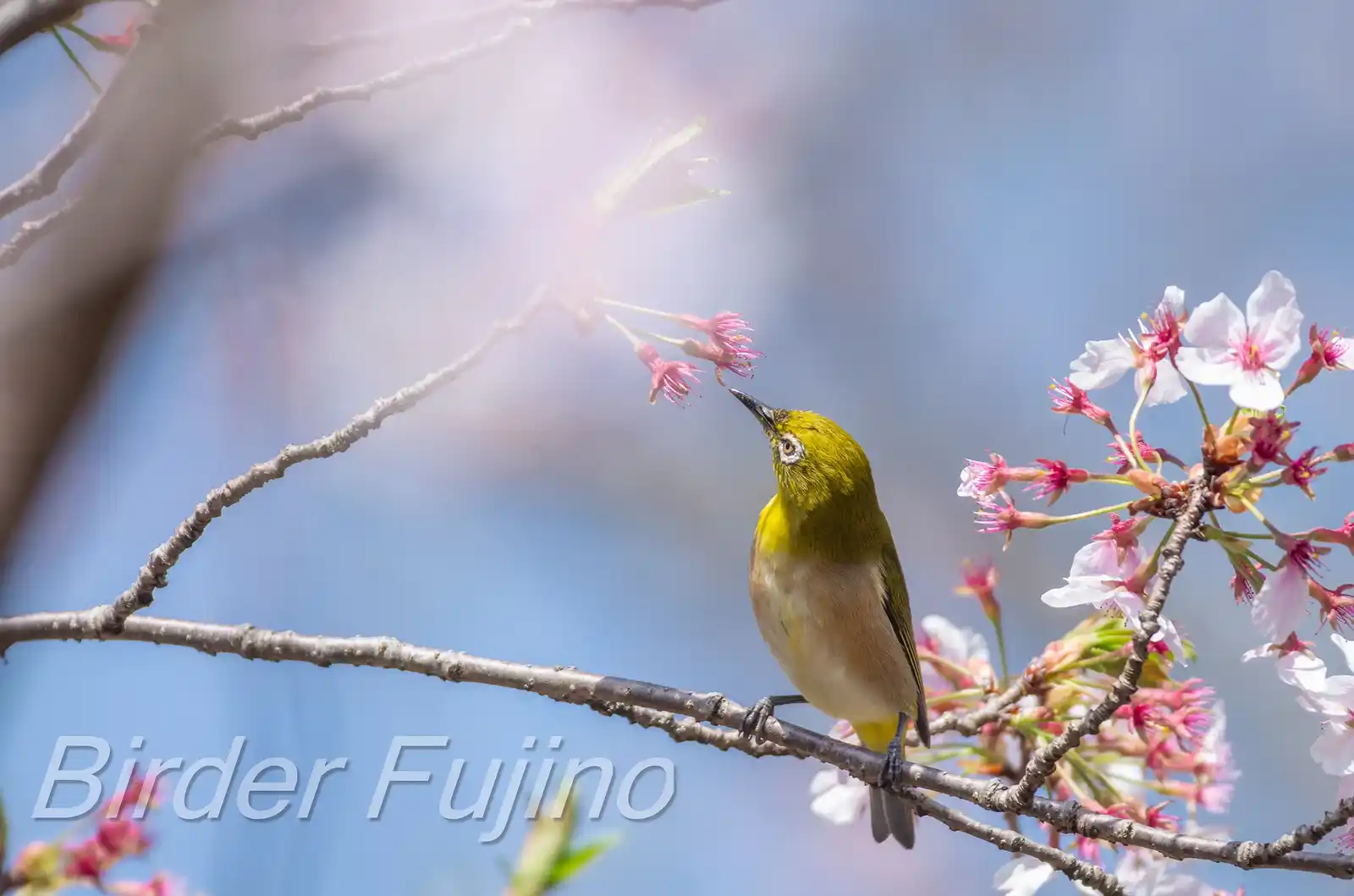 野鳥画像・桜の花とメジロの写真