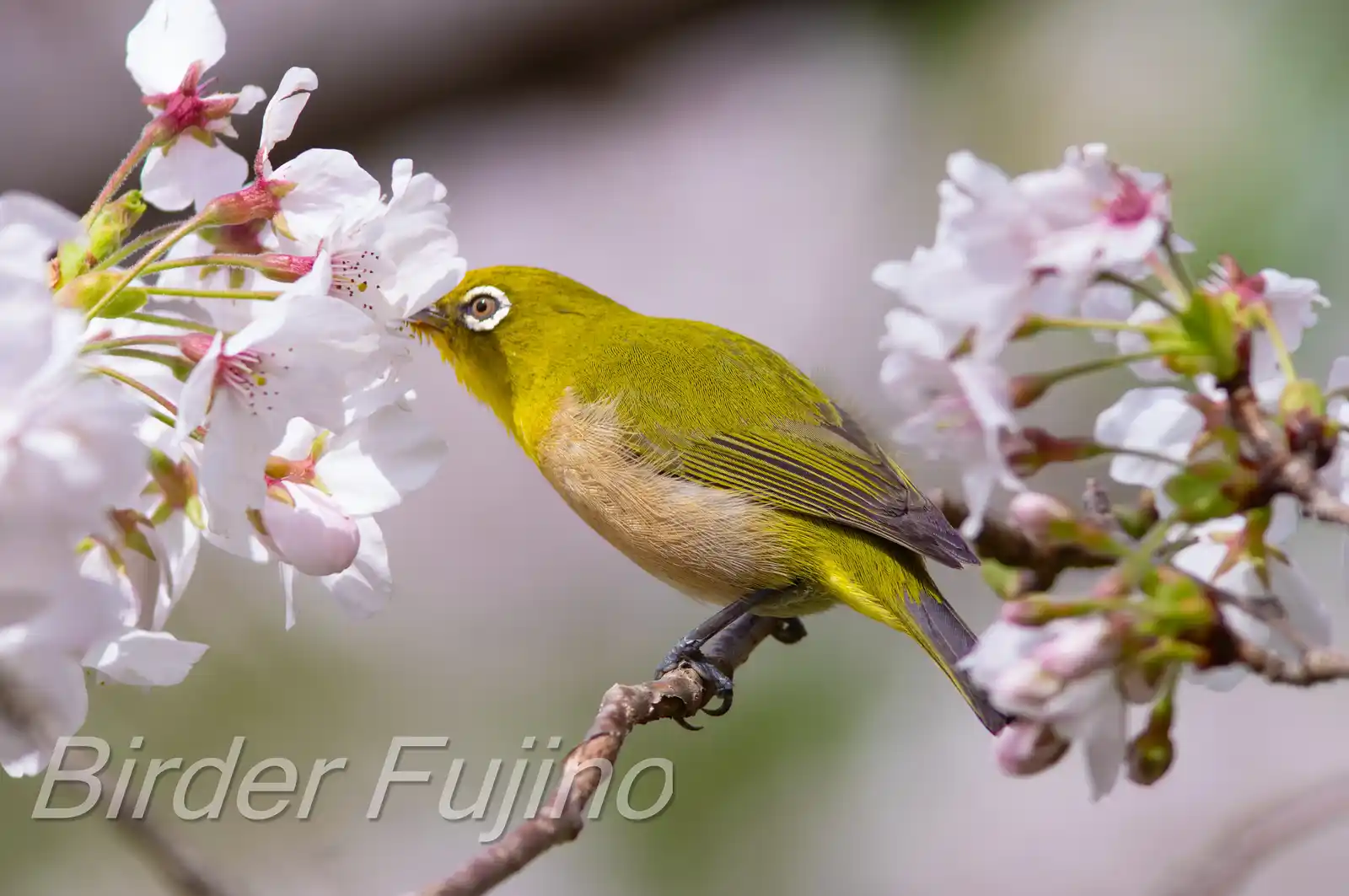 野鳥画像・桜の花とメジロの写真