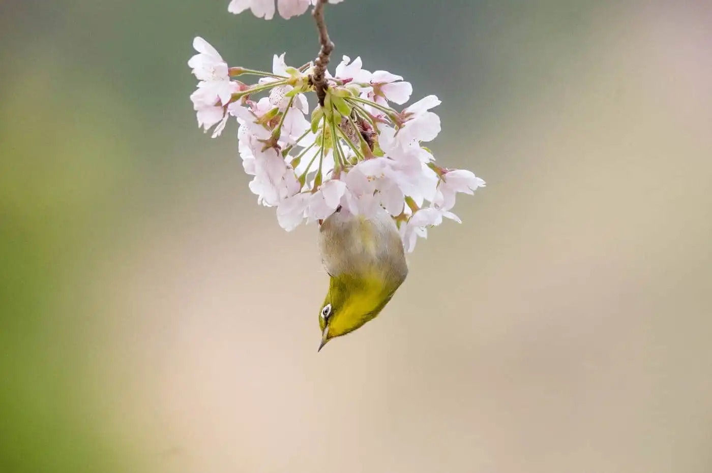 野鳥画像・桜の花とメジロの写真