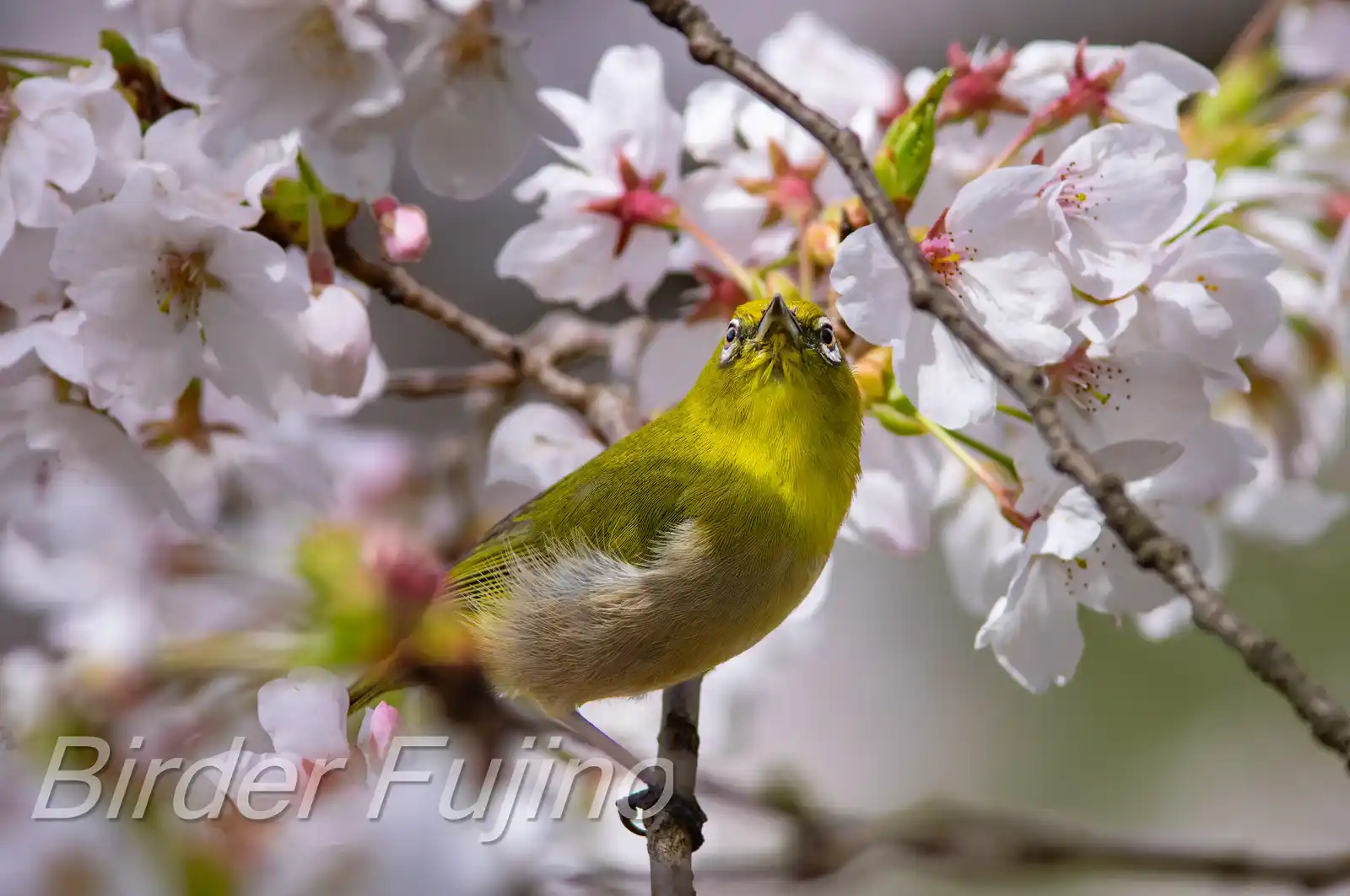 野鳥画像・桜の花とメジロの写真