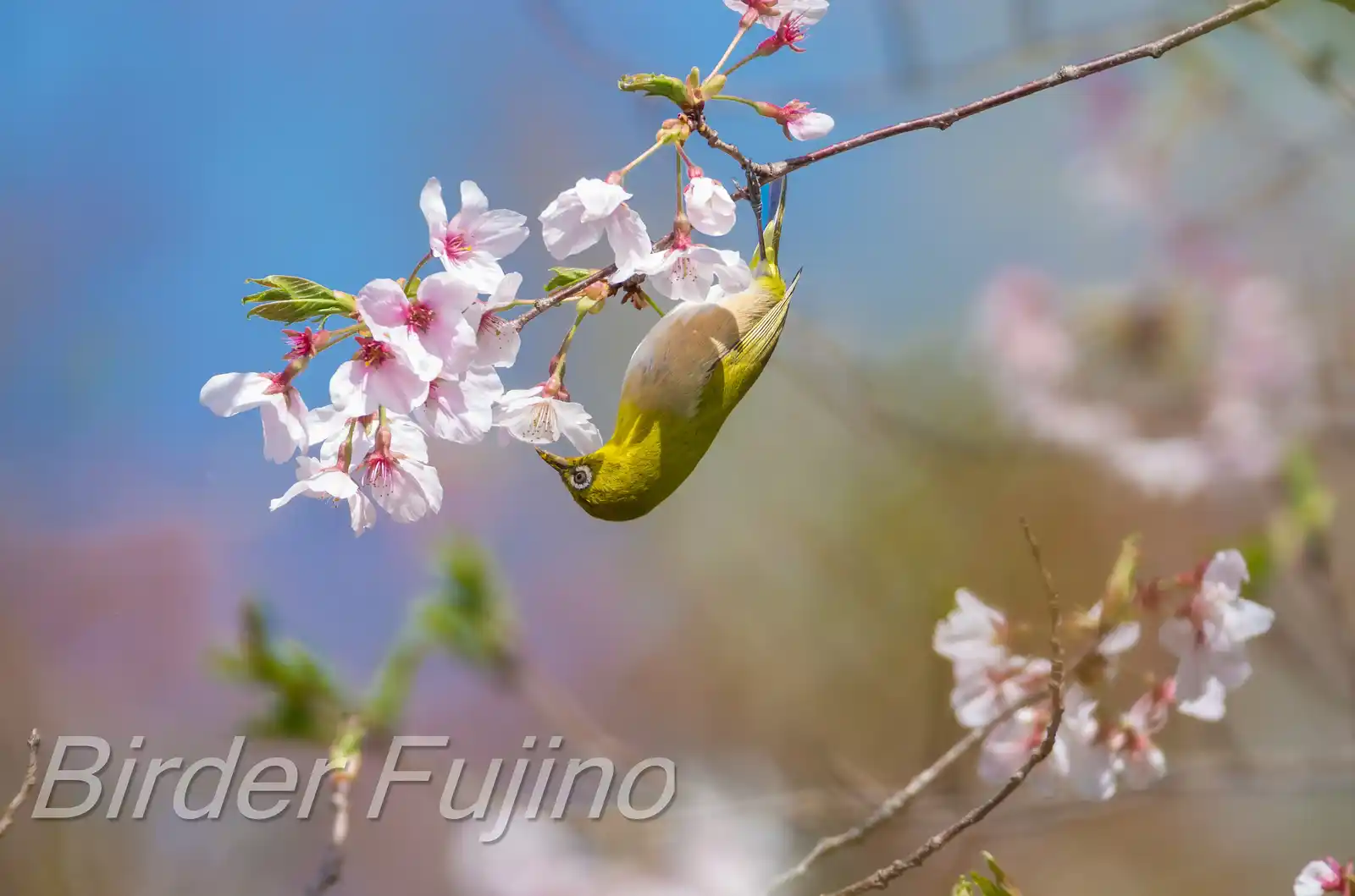 野鳥画像・桜の花とメジロの写真