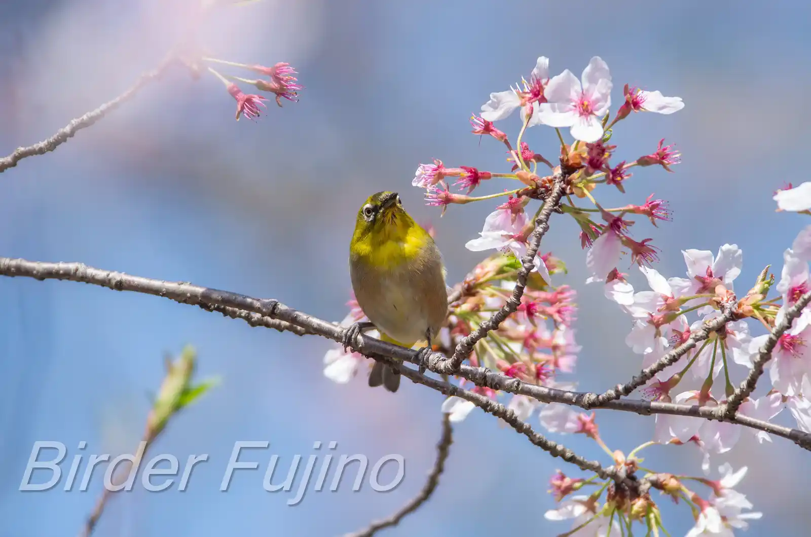 野鳥画像・桜の花とメジロの写真