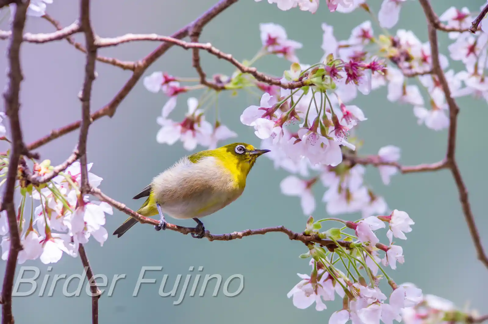 野鳥画像・桜の花とメジロの写真