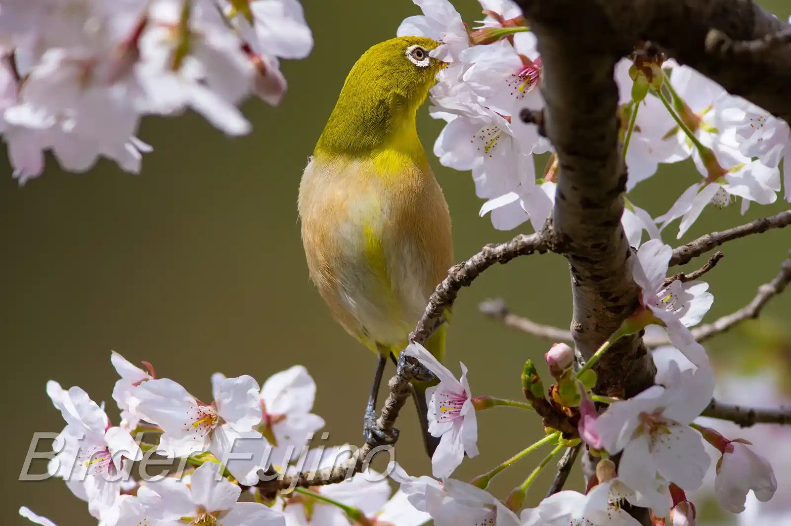 野鳥画像・桜の花とメジロの写真