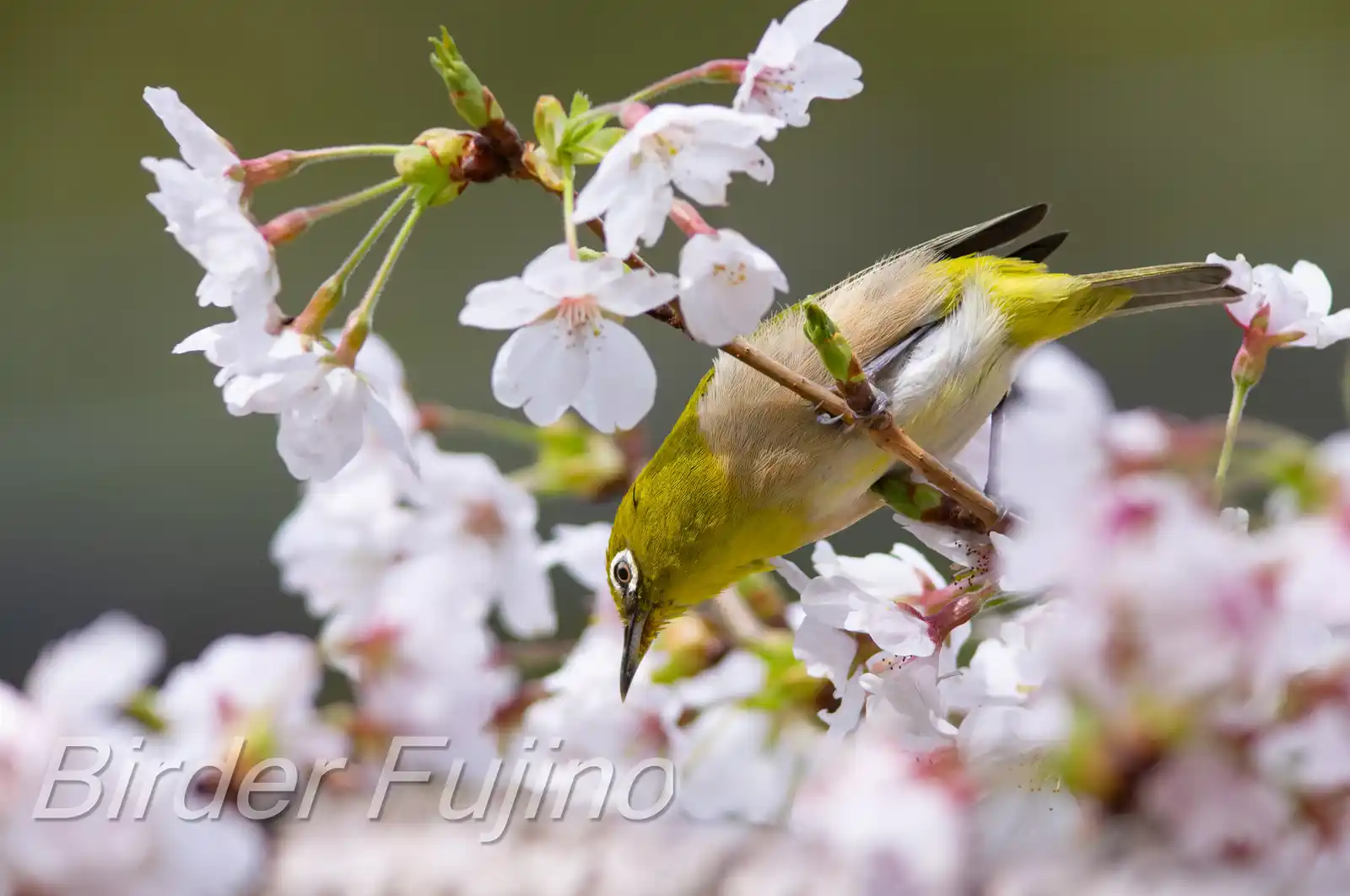 野鳥画像・桜の花とメジロの写真