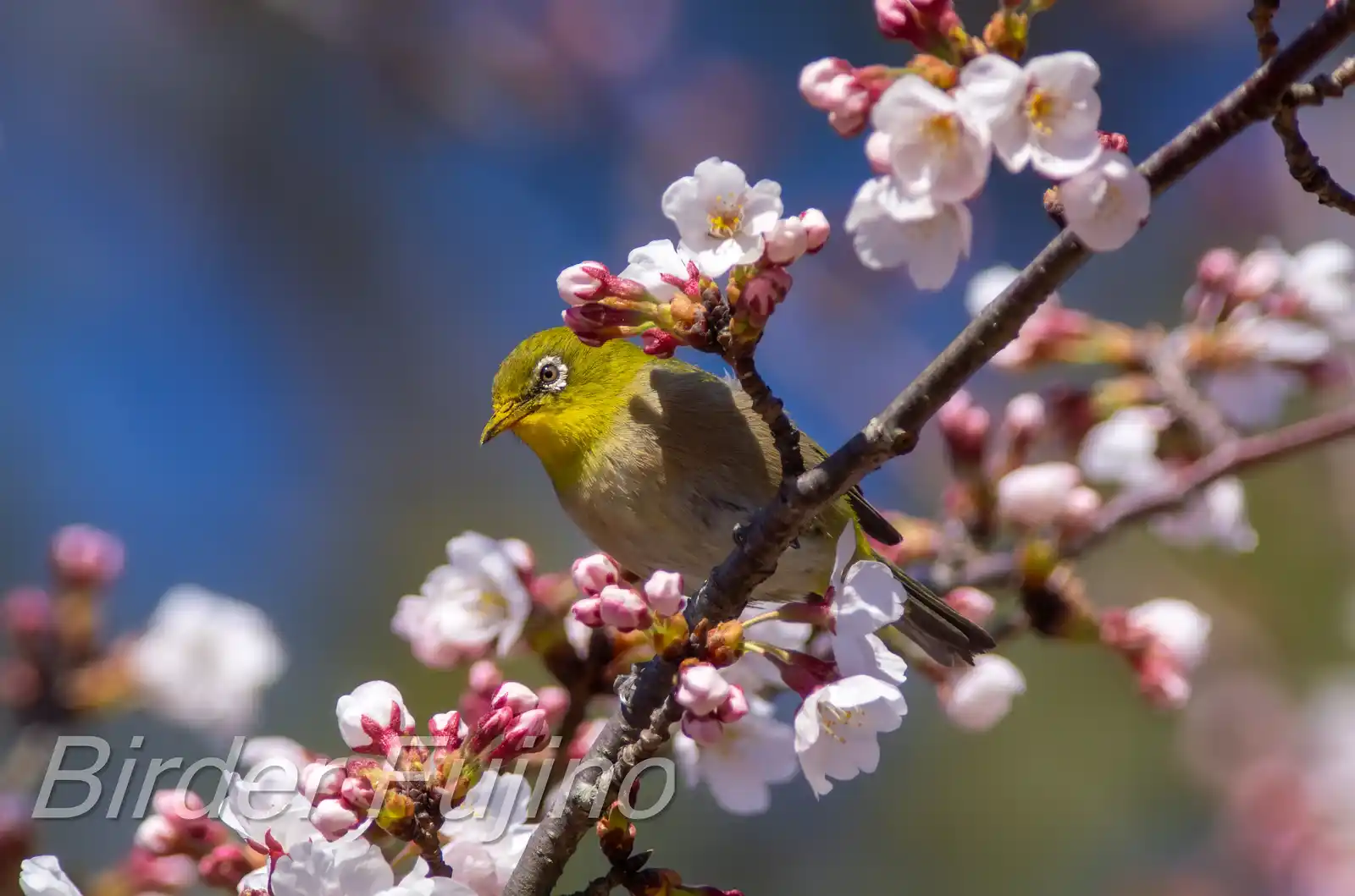 野鳥画像・桜の花とメジロの写真