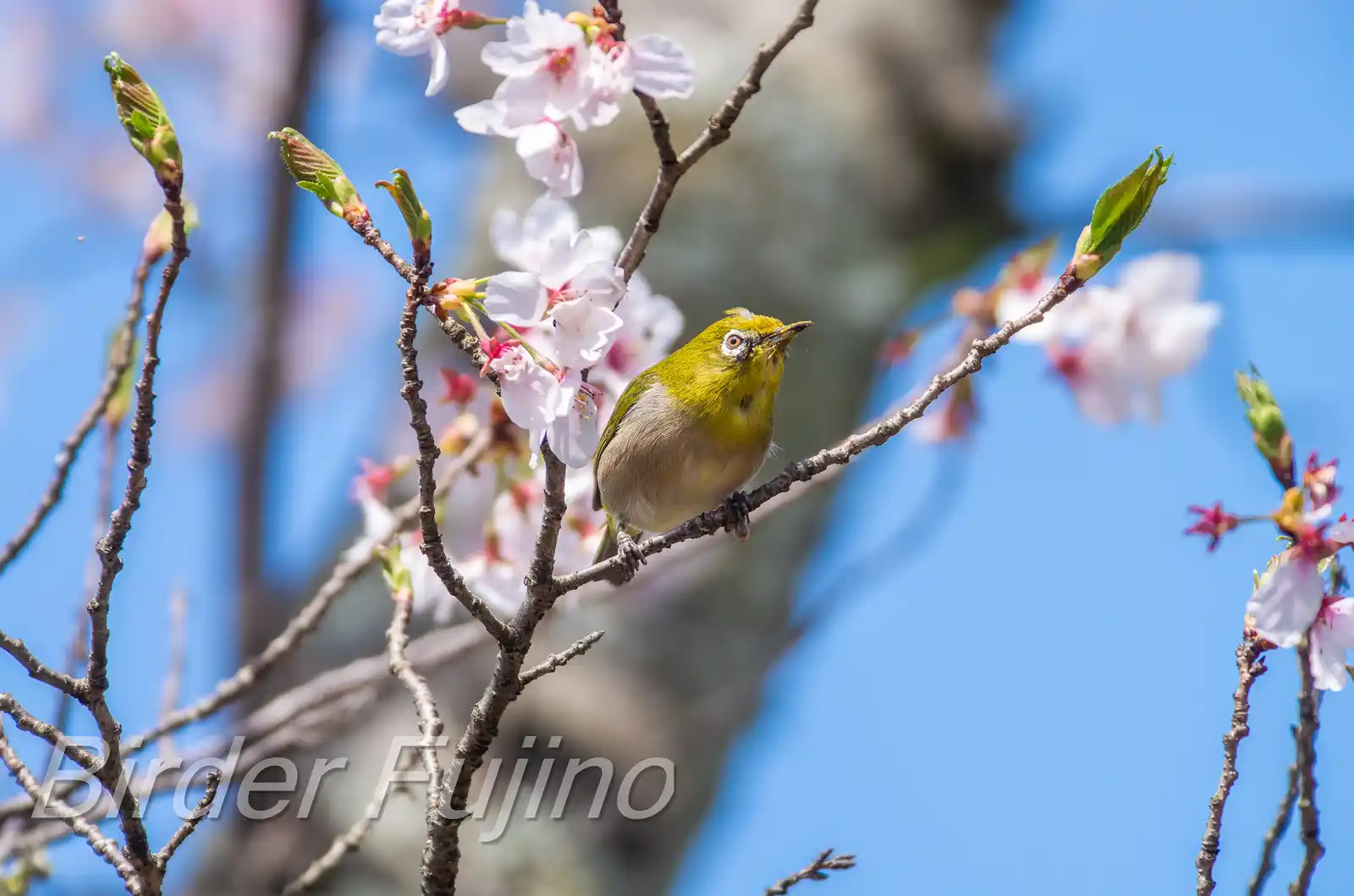 野鳥画像・桜の花とメジロの写真
