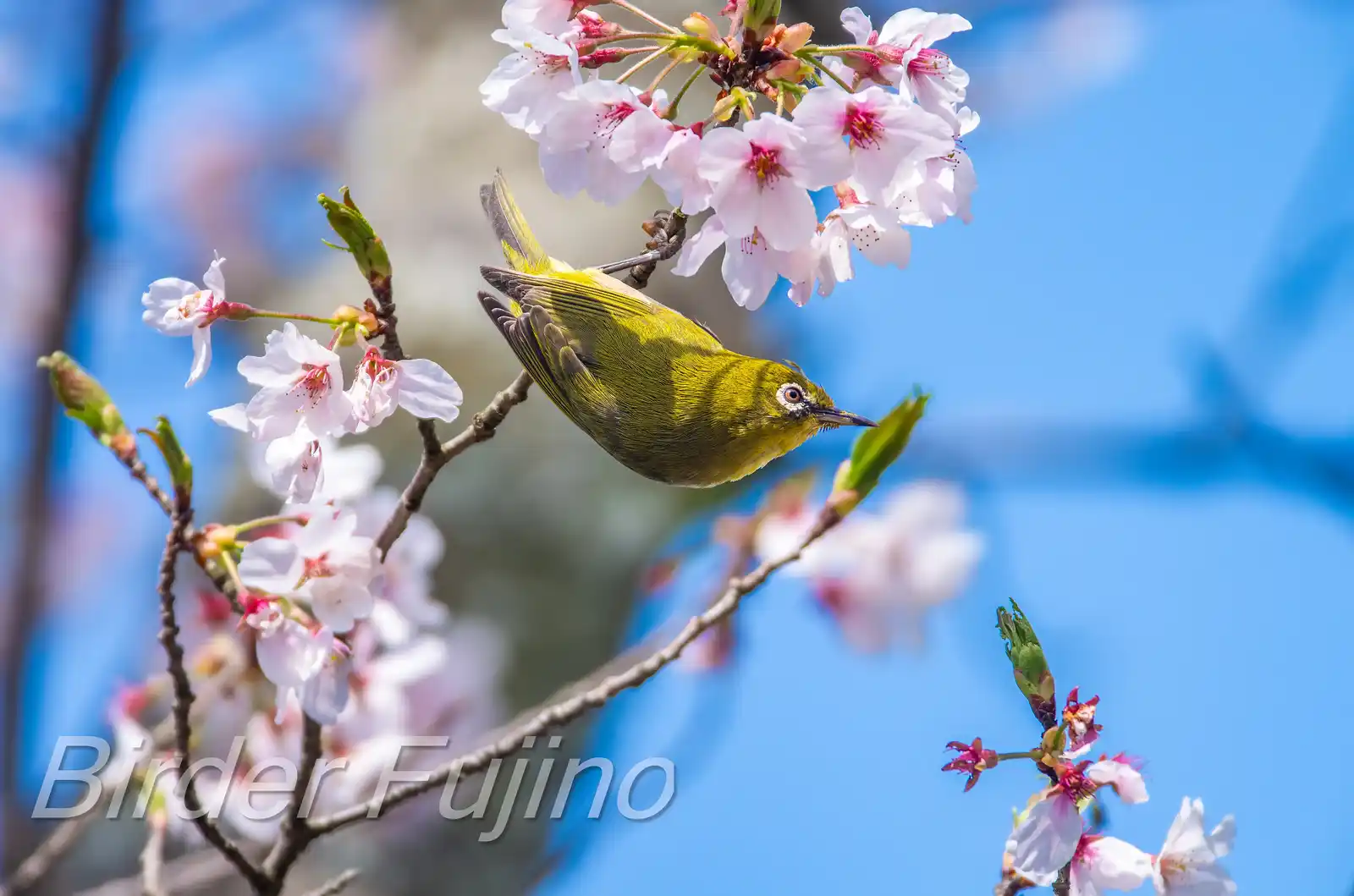 野鳥画像・桜の花とメジロの写真