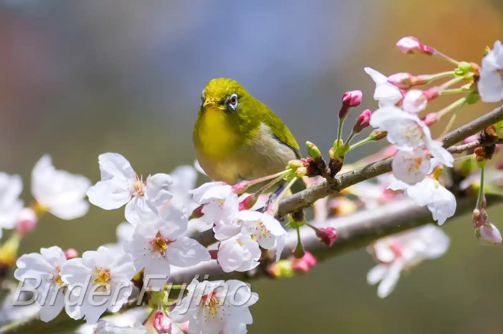 野鳥画像・桜の花とメジロの写真