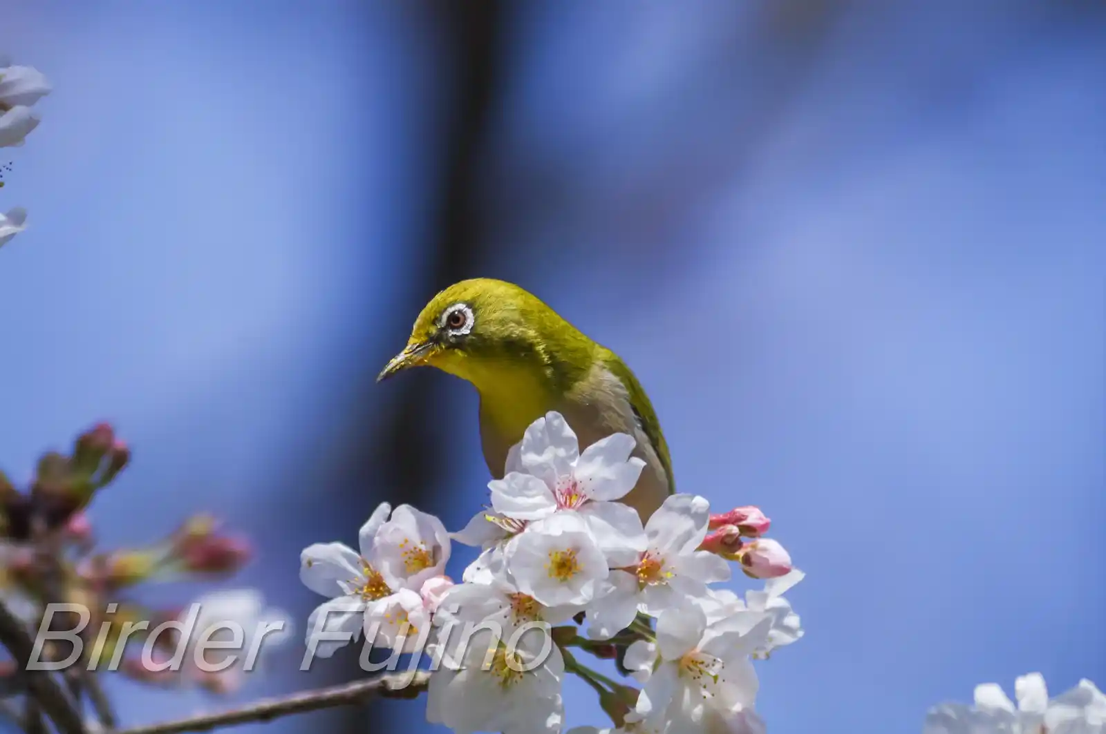 野鳥画像・桜の花とメジロの写真