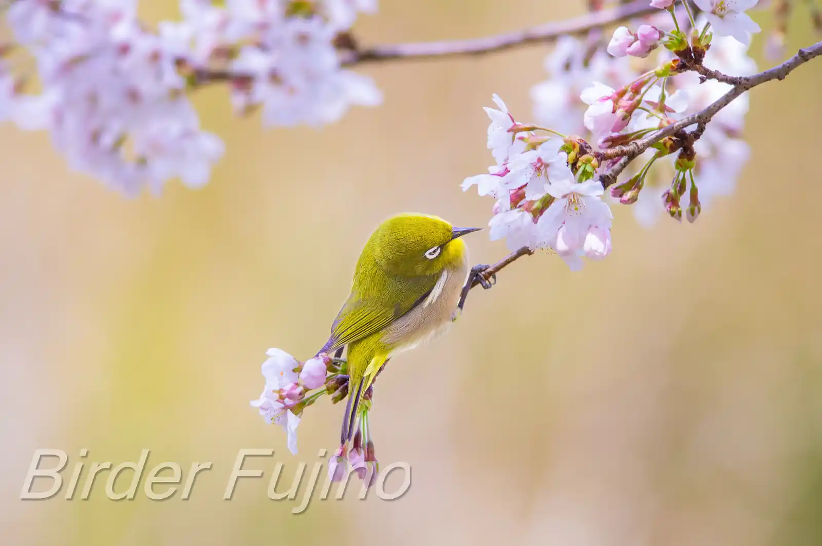 野鳥画像・桜の花とメジロの写真