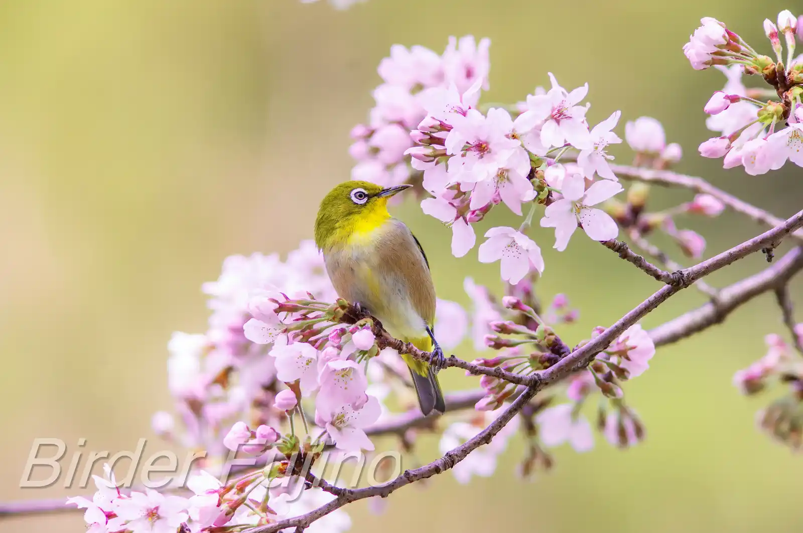 野鳥画像・桜の花とメジロの写真