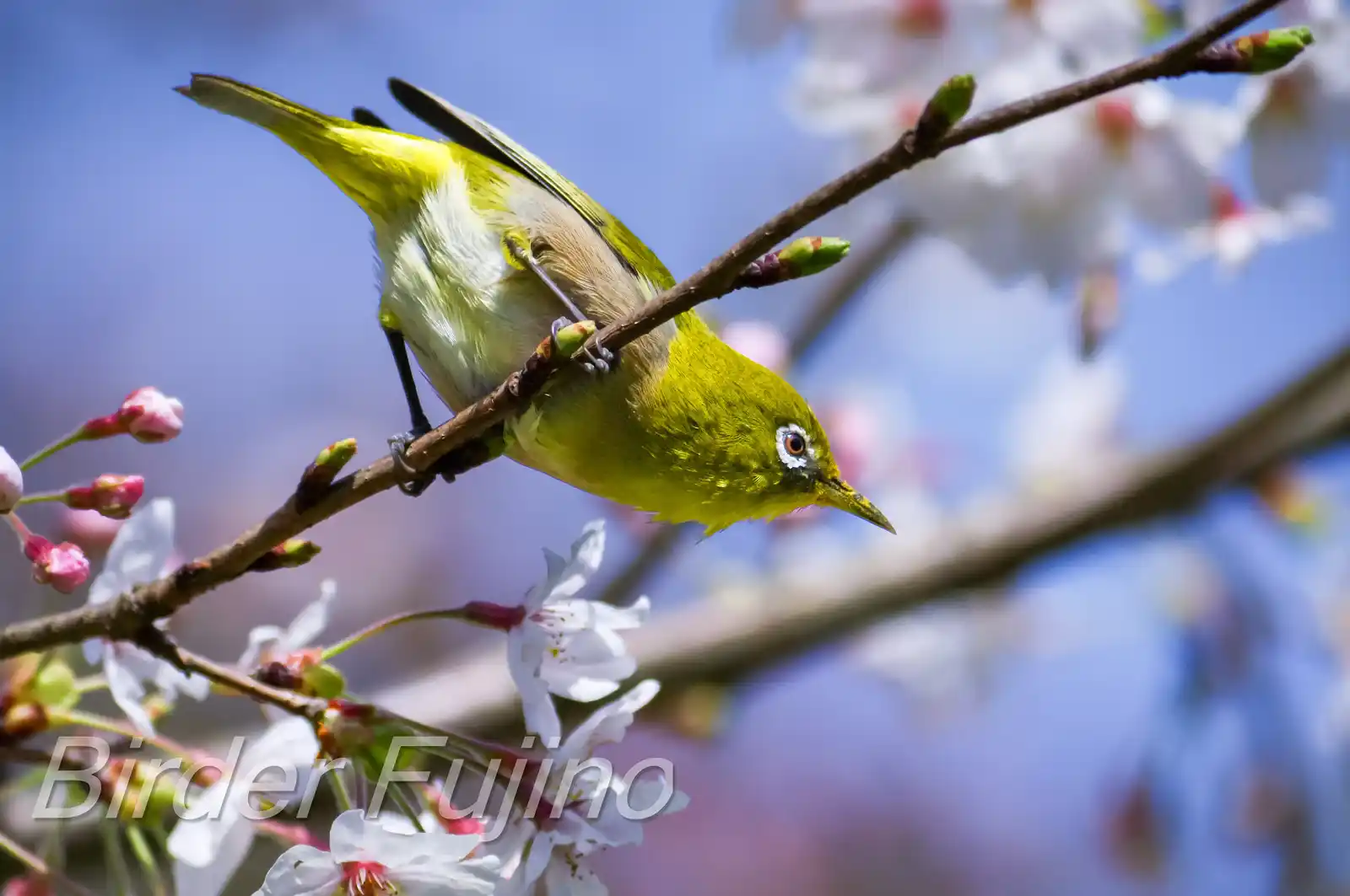 野鳥画像・桜の花とメジロの写真